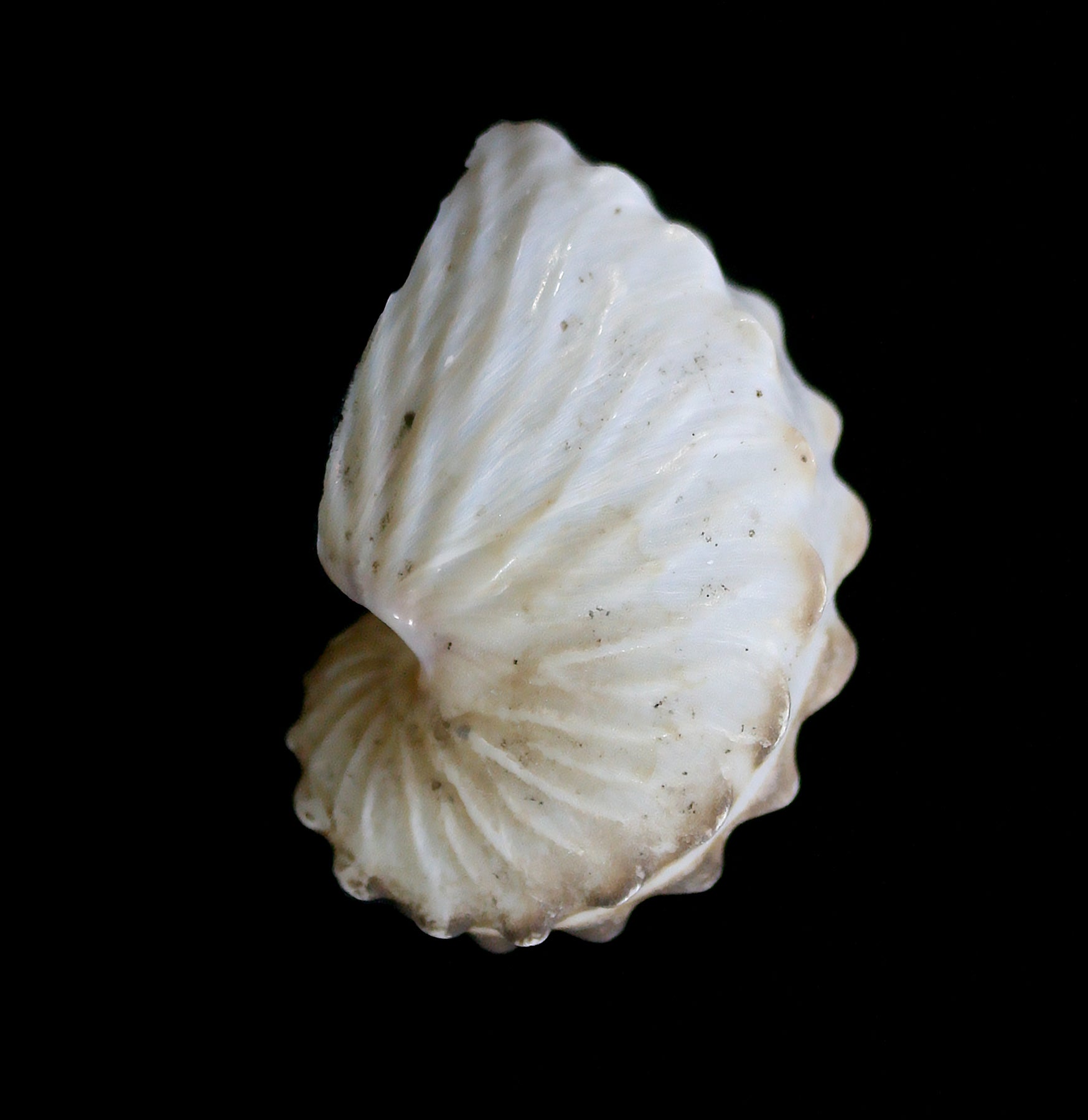 Natural Brown Paper Nautilus Shell Decor - Handmade Coastal Beach Home Decor for Wall Art, Table Centerpiece & Boho Room Aesthetics