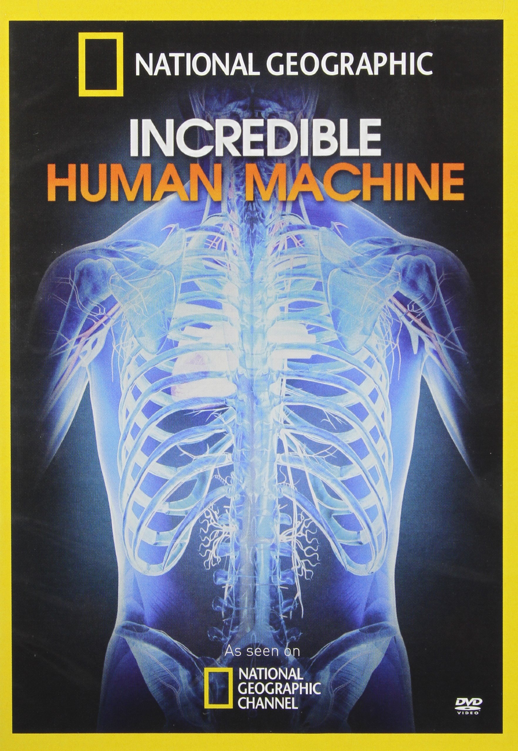Amazing Human Body Anatomy Model - Educational STEM Toy for Kids & Adults | Perfect for Science Classrooms, Home Learning & Medical Studies
