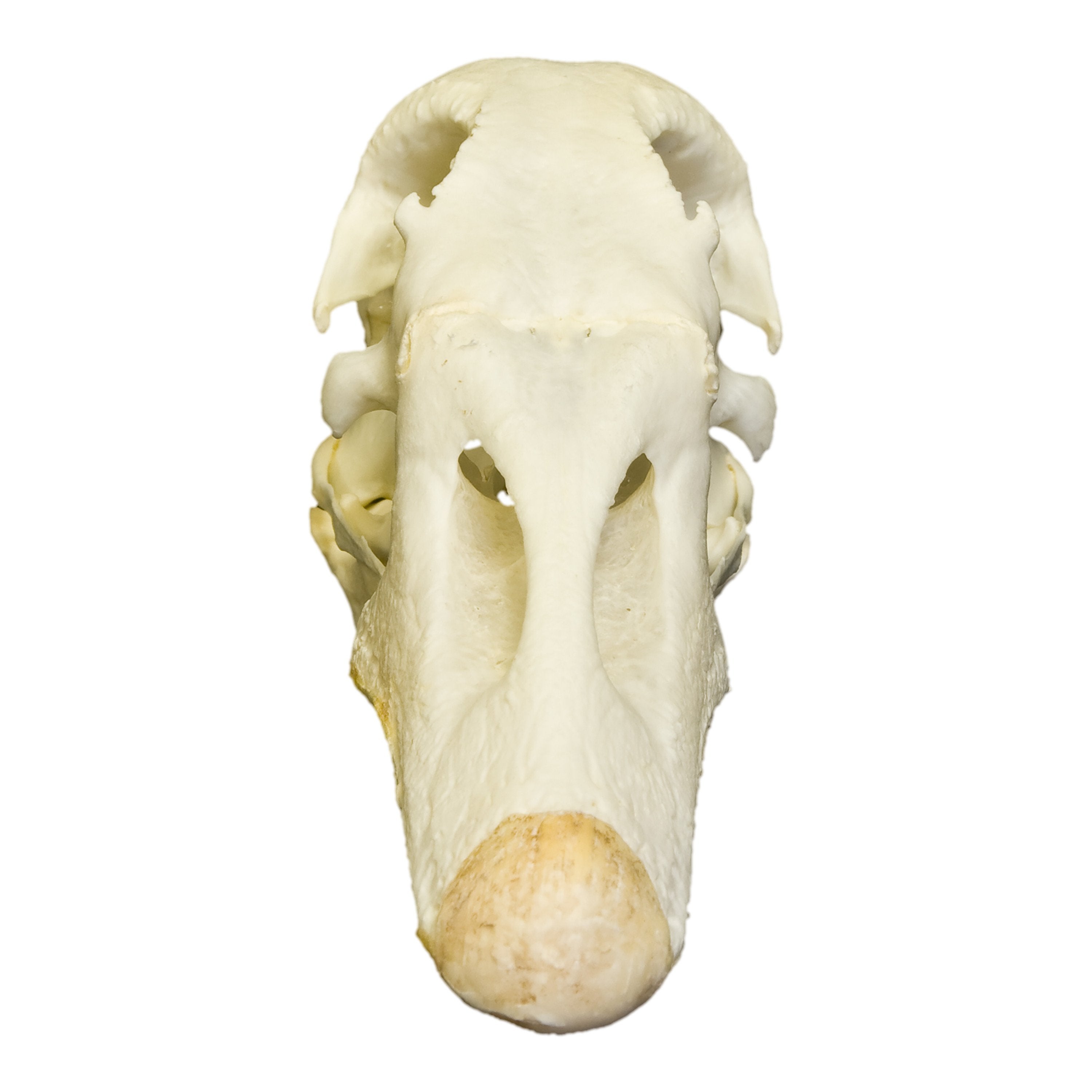 Authentic Real Domestic Goose Skull Specimen - Natural Bone Collectible for Science, Education, and Gothic Decor - Perfect for Halloween, Oddity Cabinets, and Taxidermy Displays