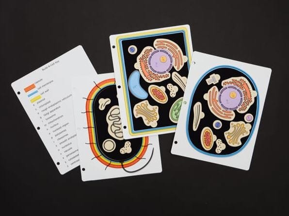 Build a Cell Kit - DIY Science Experiment for Kids & Adults - STEM Educational Toy for Learning Biology - Perfect for Classroom, Homeschool & Science Projects