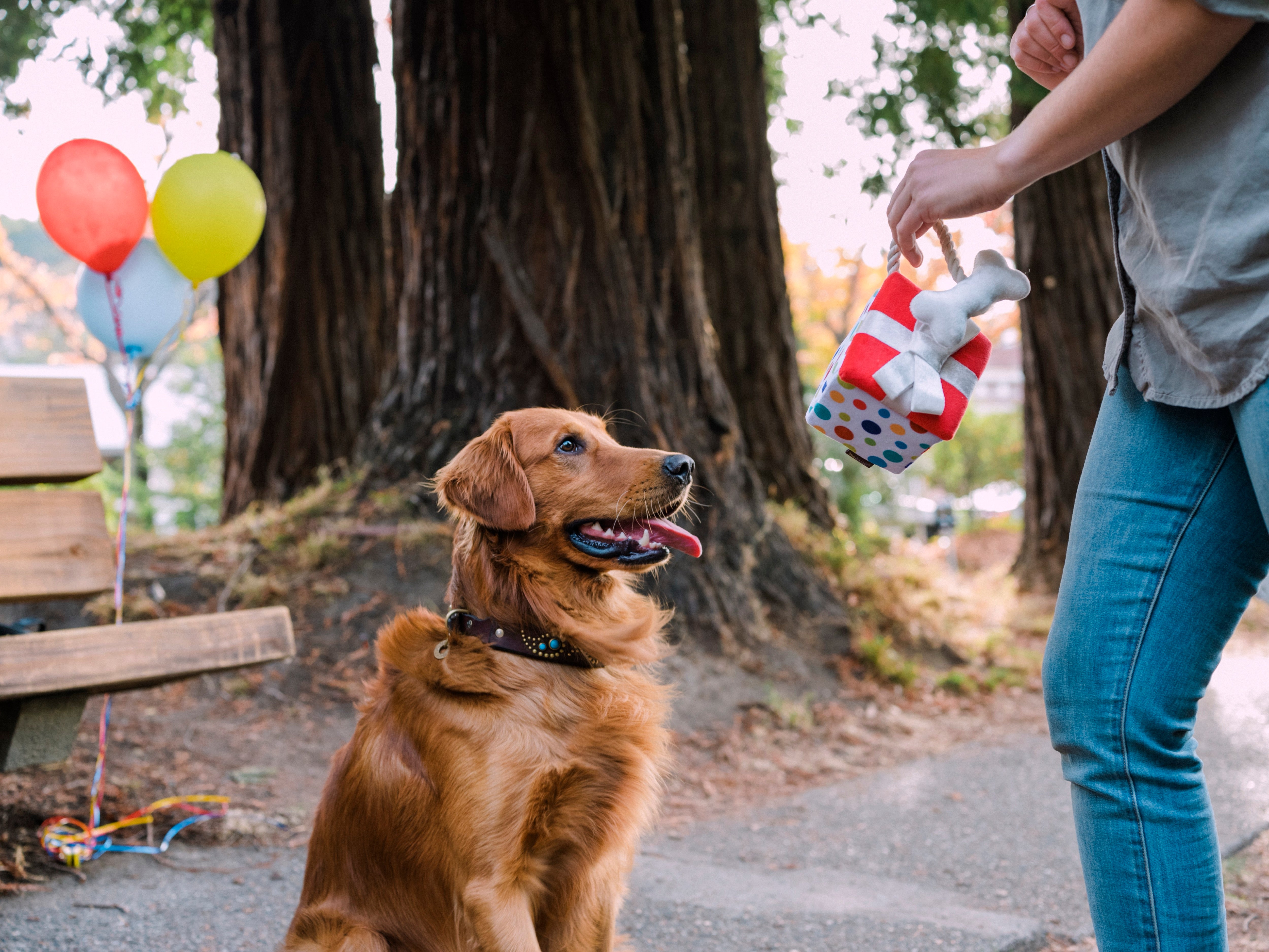 Perfect Gift for Dogs - Party Time™ Plush Dog Toy by Pet P.L.A.Y. | Soft & Durable Chew Toy for Puppies & Adult Dogs - Great for Playtime, Training & Cuddling