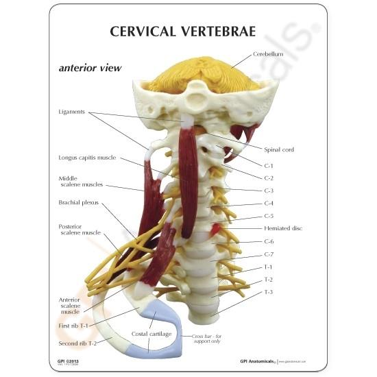 Premium Human Cervical Spine Model with Muscles - Detailed Anatomical Study Tool for Medical Students & Chiropractors - Perfect for Classroom, Clinic & Patient Education