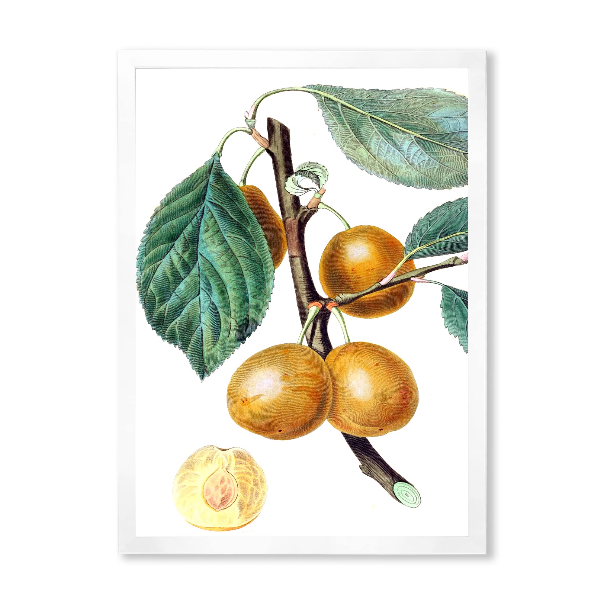 Vintage Fruits II Farmhouse Framed Wall Art - Rustic Kitchen Decor, Dining Room Wall Decor, Country Home Decor for Farmhouse, Cottage & Boho Style Interiors