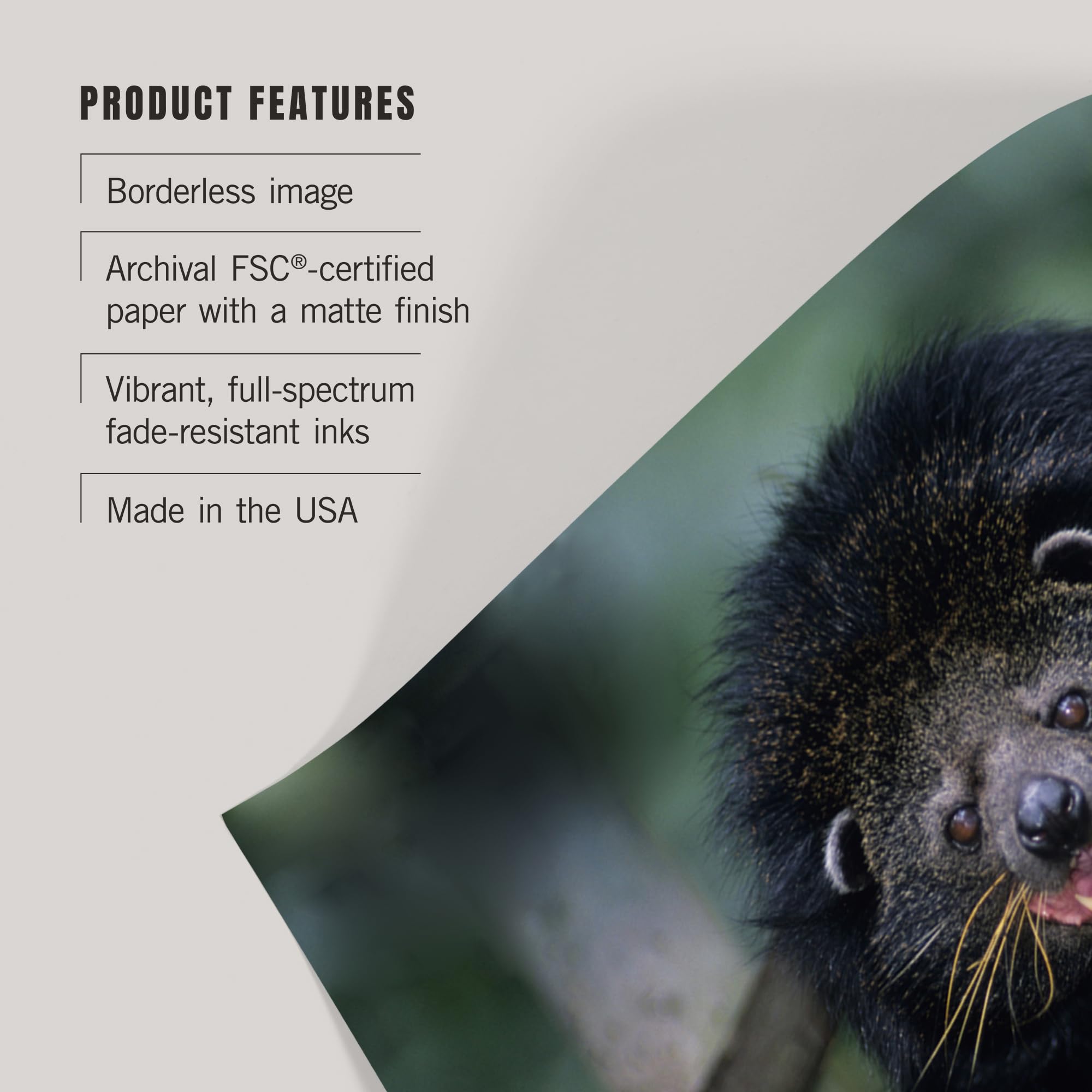 Lantern Press 24x36 Inch Giclee Art Print - Binturong (Bearcat) Wildlife Wall Decor | Premium Canvas Painting for Living Room, Bedroom & Office