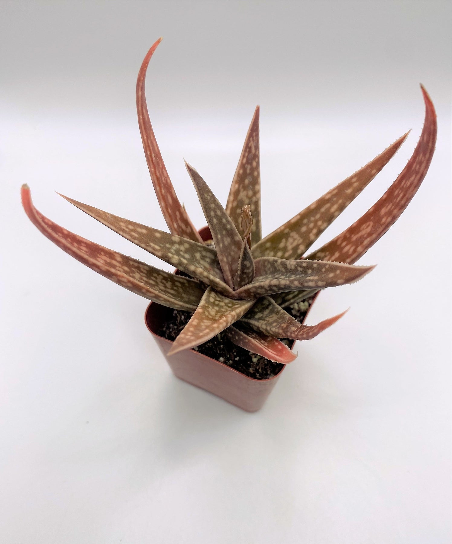 Gasteria Succulent Plant - Rare 71 Variety Collection for Home & Office Decor | Perfect for Indoor Gardens, Terrariums, and Succulent Arrangements