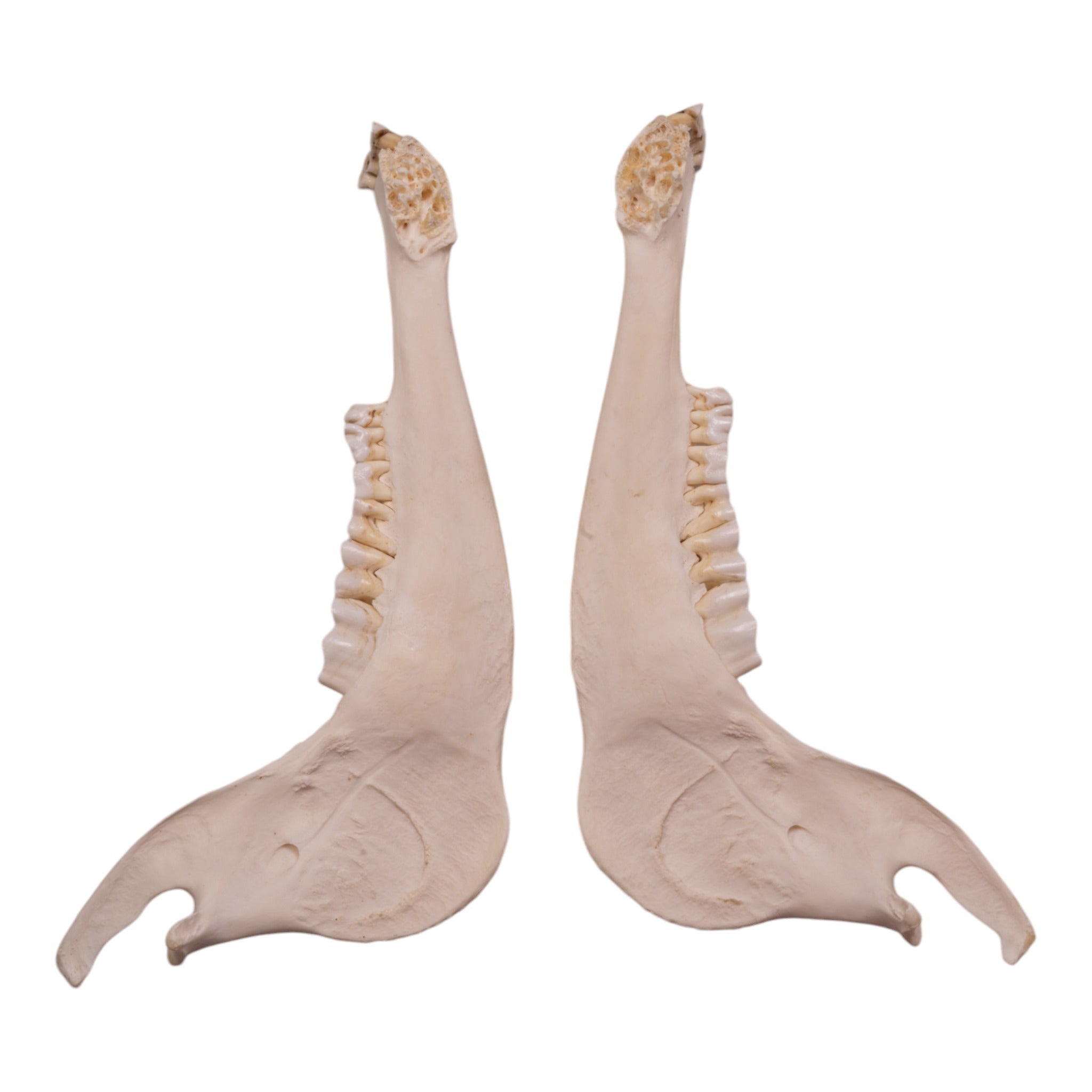 Authentic Gemsbok Mandible Bone - Genuine African Antelope Jawbone for Home Decor, Taxidermy, and Unique Gifts | Perfect for Rustic Cabin, Hunting Lodge, or Boho Chic Decor