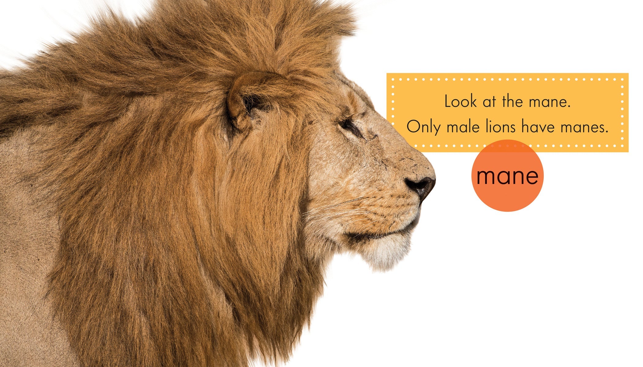 Lions - Realistic Stuffed Animal Toys for Kids, Plush Lion Gifts for Boys & Girls - Perfect for Bedtime, Nursery Decor, and Safari Themed Parties
