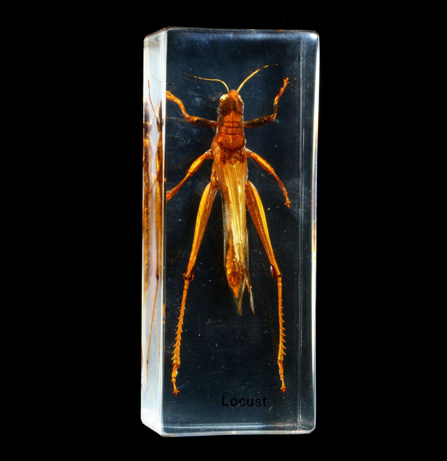 Premium Locust Specimen Encased in Clear Acrylic Block - Perfect for Science Classrooms, Entomology Collections & Unique Home Decor