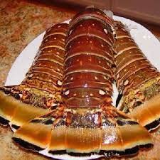 Premium Warm Water Lobster Tails 5lbs (8oz Each) - Fresh Frozen Seafood Delicacy for Grilling, Baking & Special Occasions | Today Gourmet Foods of NC