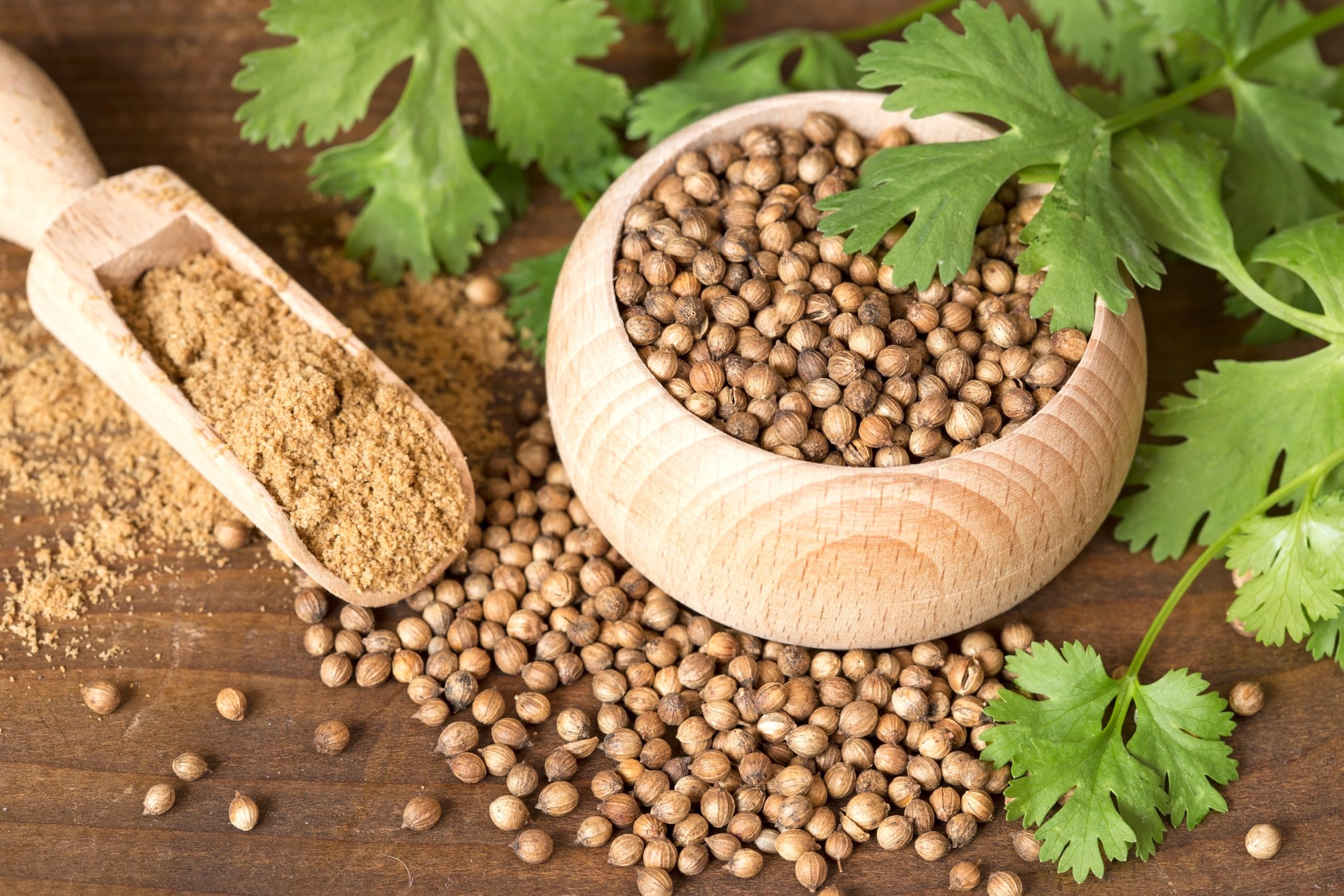 Organic Coriander Seeds 16 Oz - 100% Certified, Non-GMO, Raw, Non-Irradiated - Perfect for Cooking, Baking, and Herbal Remedies