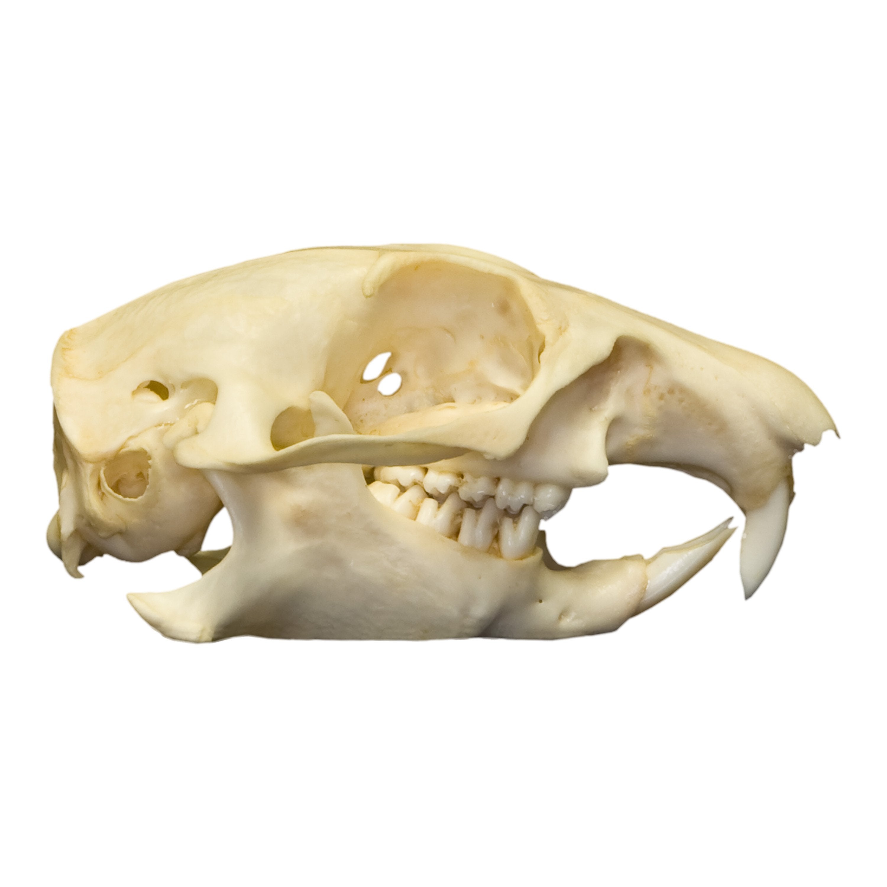 Authentic Prairie Dog Skull - Taxidermy Specimen for Science, Education & Collectors - Perfect for Biology Classrooms, Nature Displays & Oddity Collections