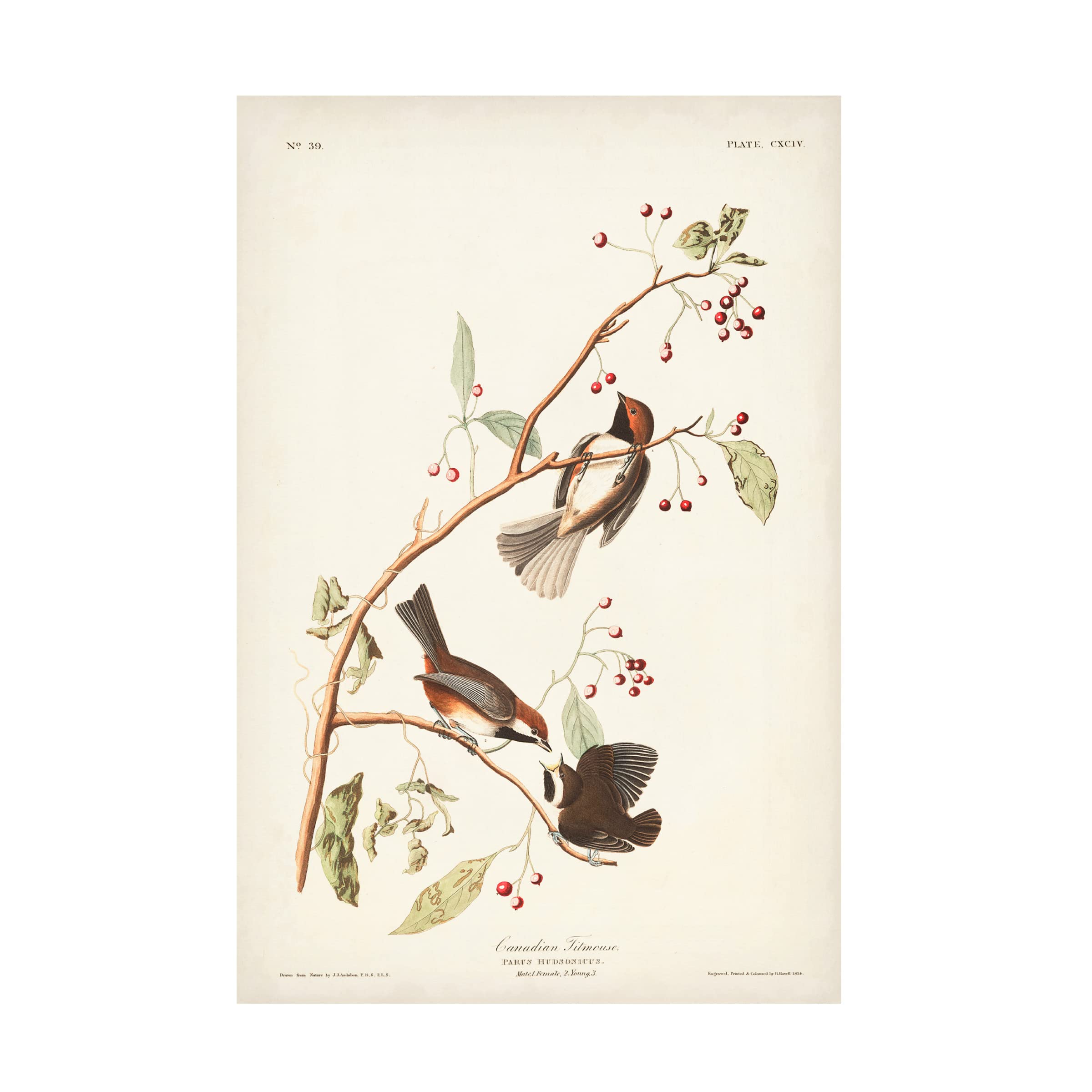 John James Audubon Canadian Titmouse Fine Art Canvas Print - 30x47 Inches - Wildlife Bird Wall Decor for Living Room, Bedroom & Office