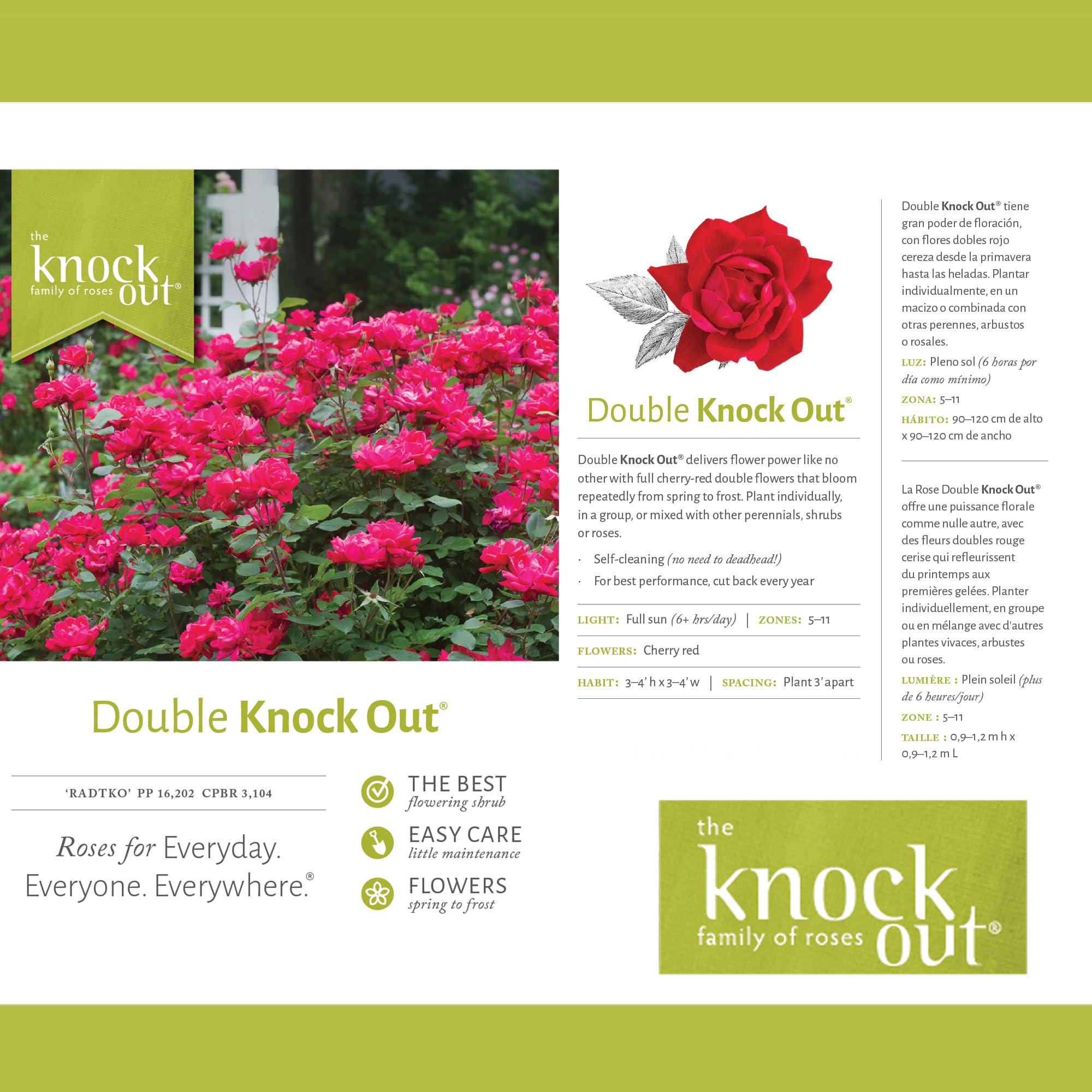 Double Rose Bush - 2 Gallon Size with Vibrant Red Blooms (Double Red) - Perfect for Garden Landscaping, Patio Decor, and Outdoor Planting
