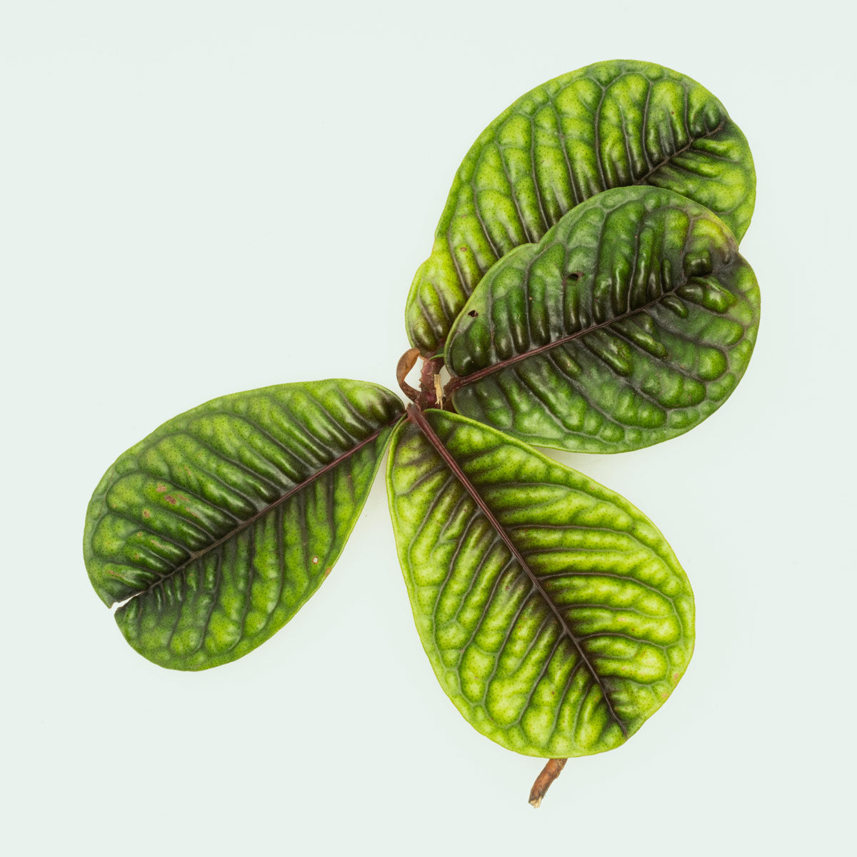 Ardisia Tricolor Type 1 - Colorful Tropical Houseplant for Home & Office Decor | Perfect for Indoor Gardens, Terrariums, and Gift Giving