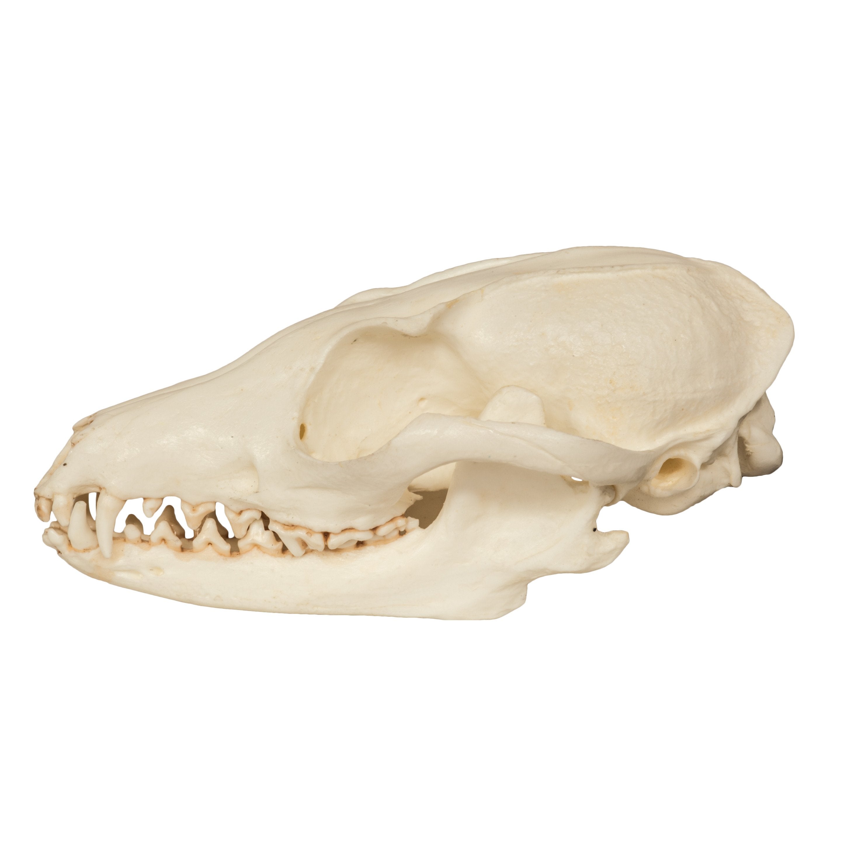 Authentic Gray Fox Skull Replica - Lifelike Animal Skull for Home Decor, Gothic Display, Halloween Props & Science Education
