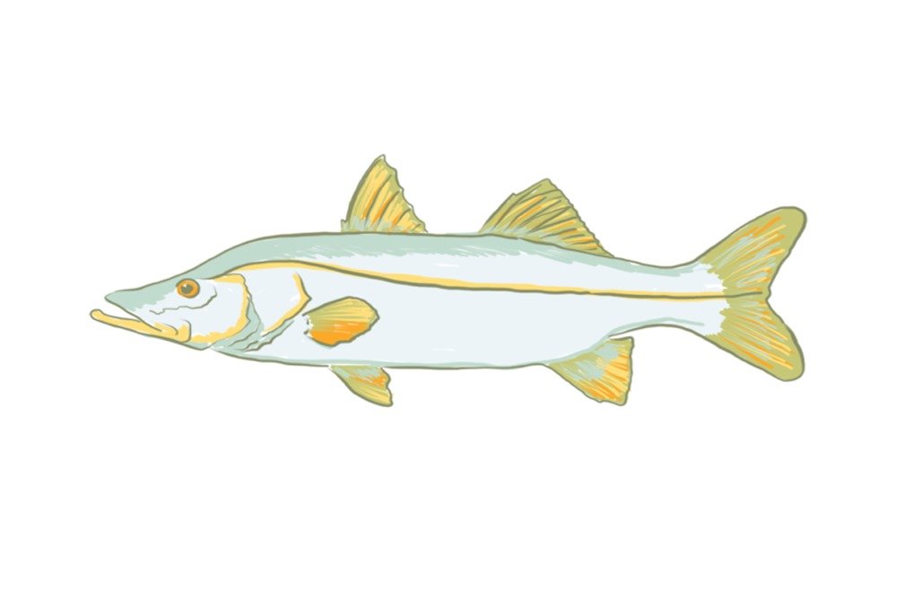 Snook Fish Art Print - Giclee Gallery Quality 16x24 Wall Decor - Coastal & Travel Poster for Home, Office, or Beach House Decor