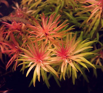 Dennerle Ludwigia Inclinata Var. Verticillata - Live Aquarium Plant for Freshwater Fish Tanks - Perfect for Aquascaping and Aquatic Plant Decoration