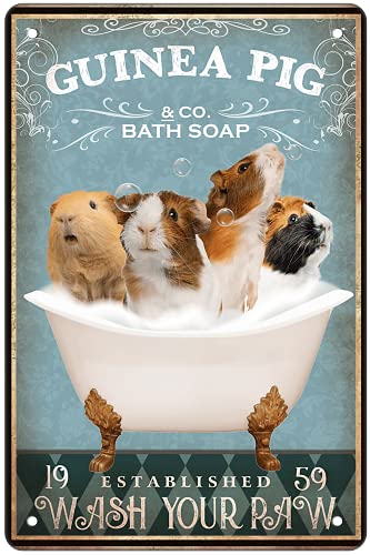 Guinea pig