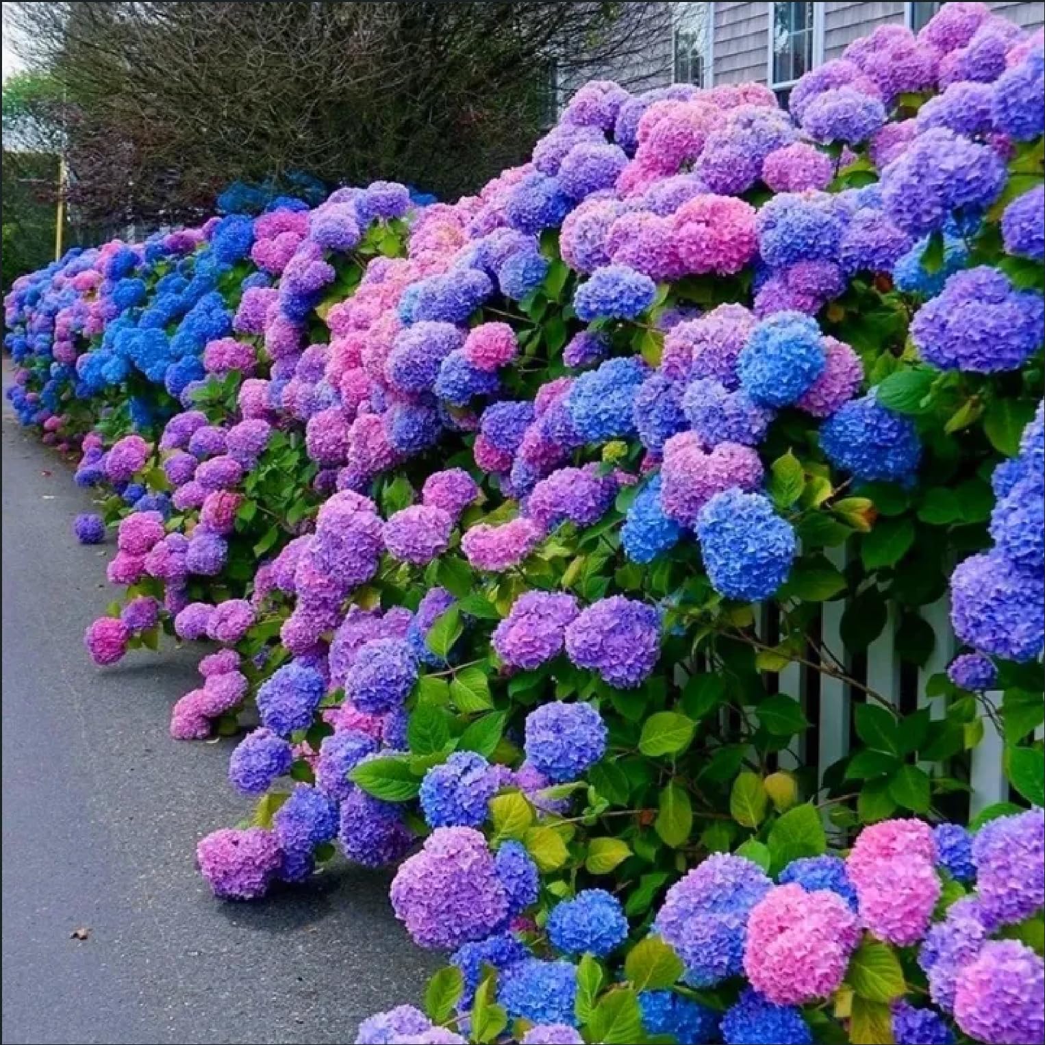 30pcs Blue Pink Purple Hydrangea Seeds - Stunning Resilient Perennial Flower Seeds for Garden Planting | Perfect for Home Gardens, Landscaping & Wedding Decorations