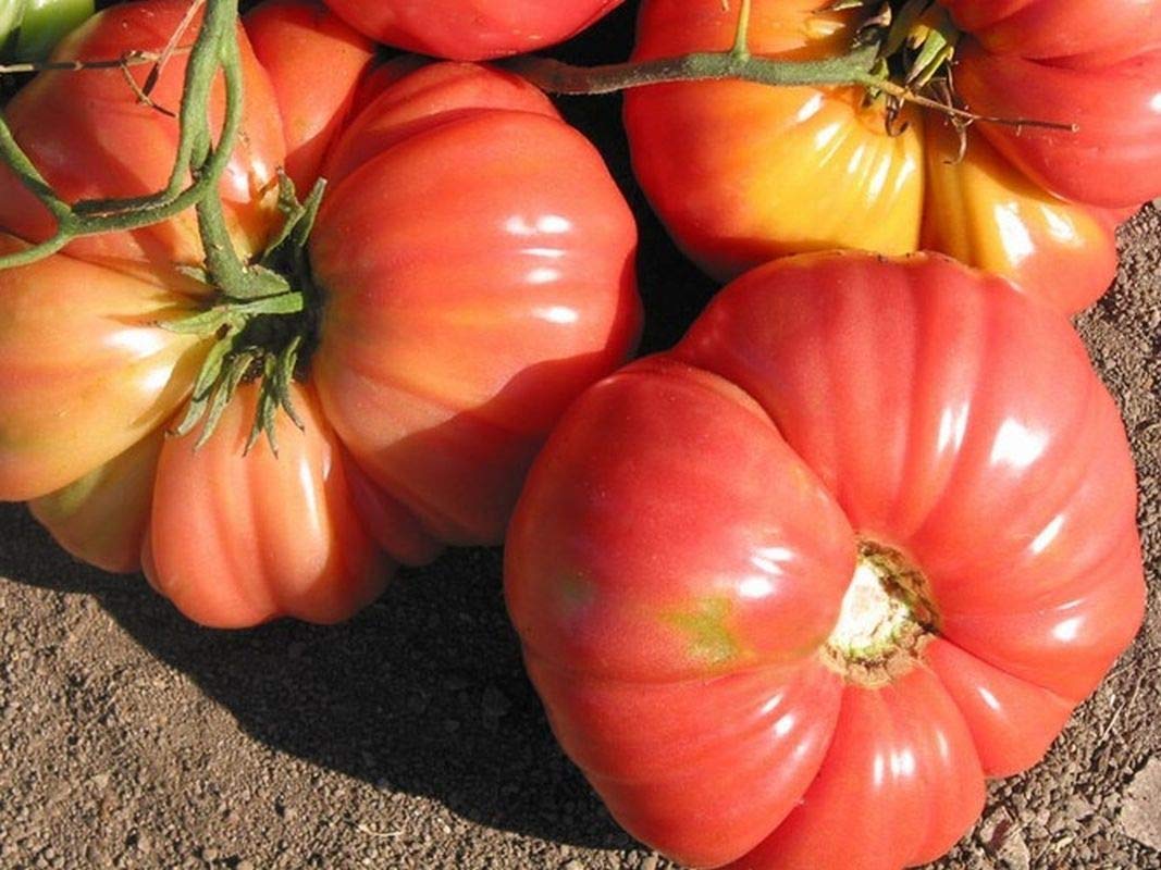 3-Pound Giant Sweet Fruit Seeds (100 Count) - Fast Growing, High Yield, Free Shipping - Perfect for Home Gardens, Backyard Farming & Organic Gardening