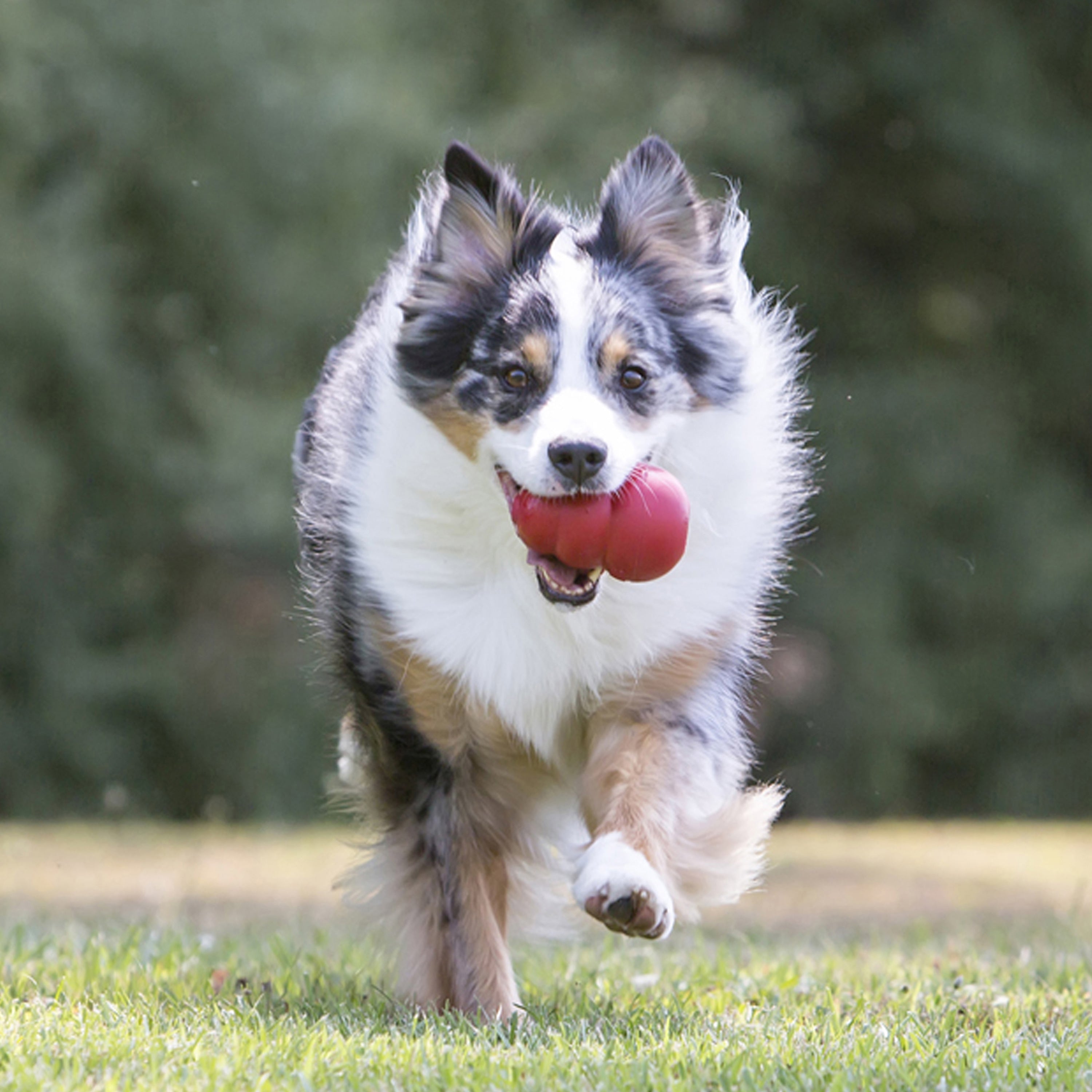Kong Classic Dog Toy - Durable Chew Toy for Dogs, Interactive Treat Dispenser for Mental Stimulation - Perfect for Playtime, Training, and Boredom Relief
