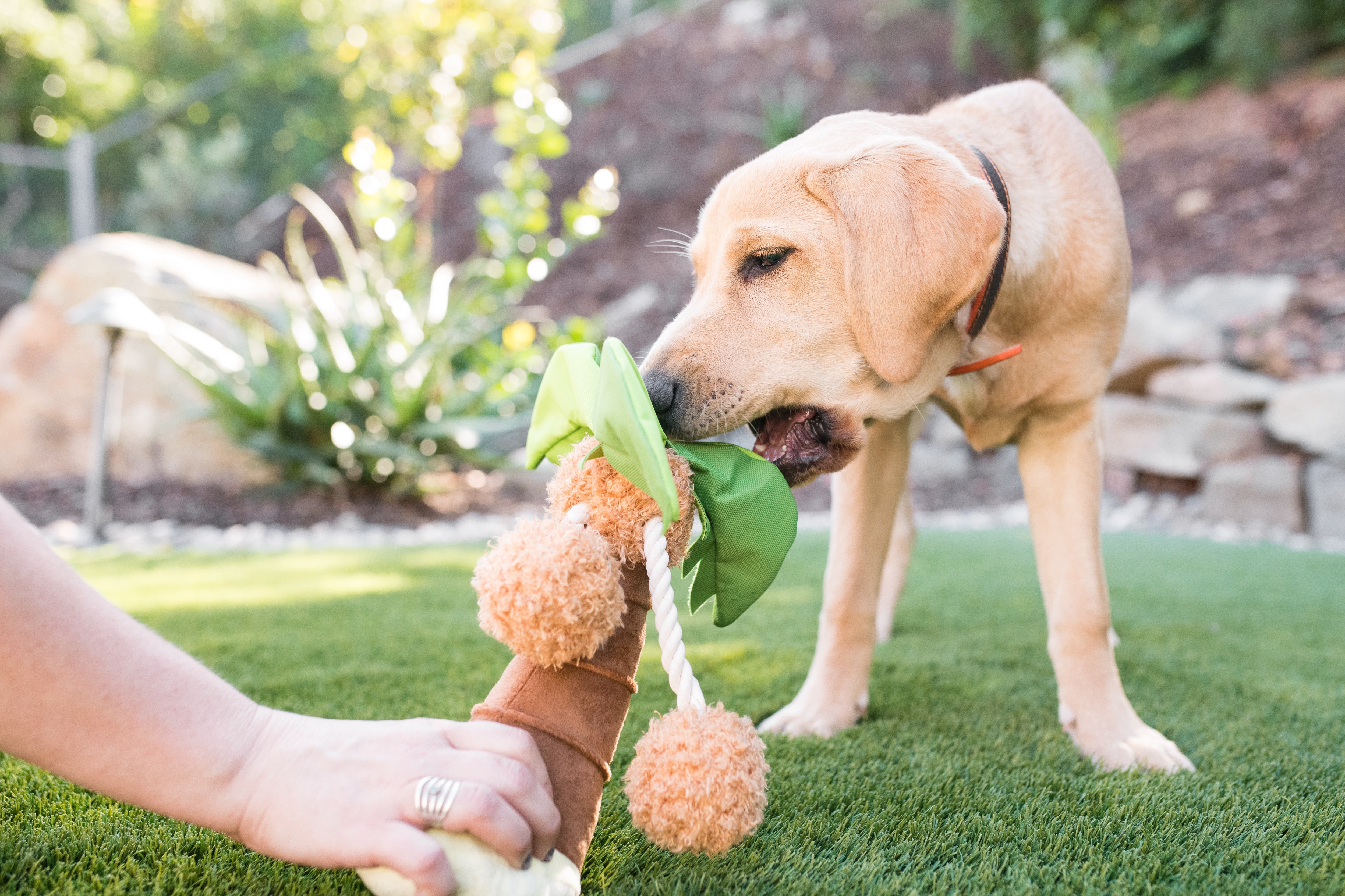 Tropical Paradise™ Dog Plush Toy - La Palma Soft Chew Toy for Dogs | Durable & Safe Pet Play | Perfect for Indoor & Outdoor Playtime