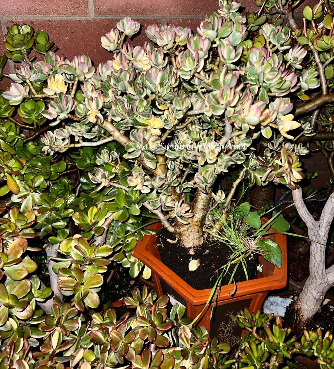 Variegated Jade Plant (Crassula Ovata) - Tricolor Succulent with Pink Tips - 2 Inch Pot - Perfect for Home Decor, Office Desk & Indoor Gardening Gifts