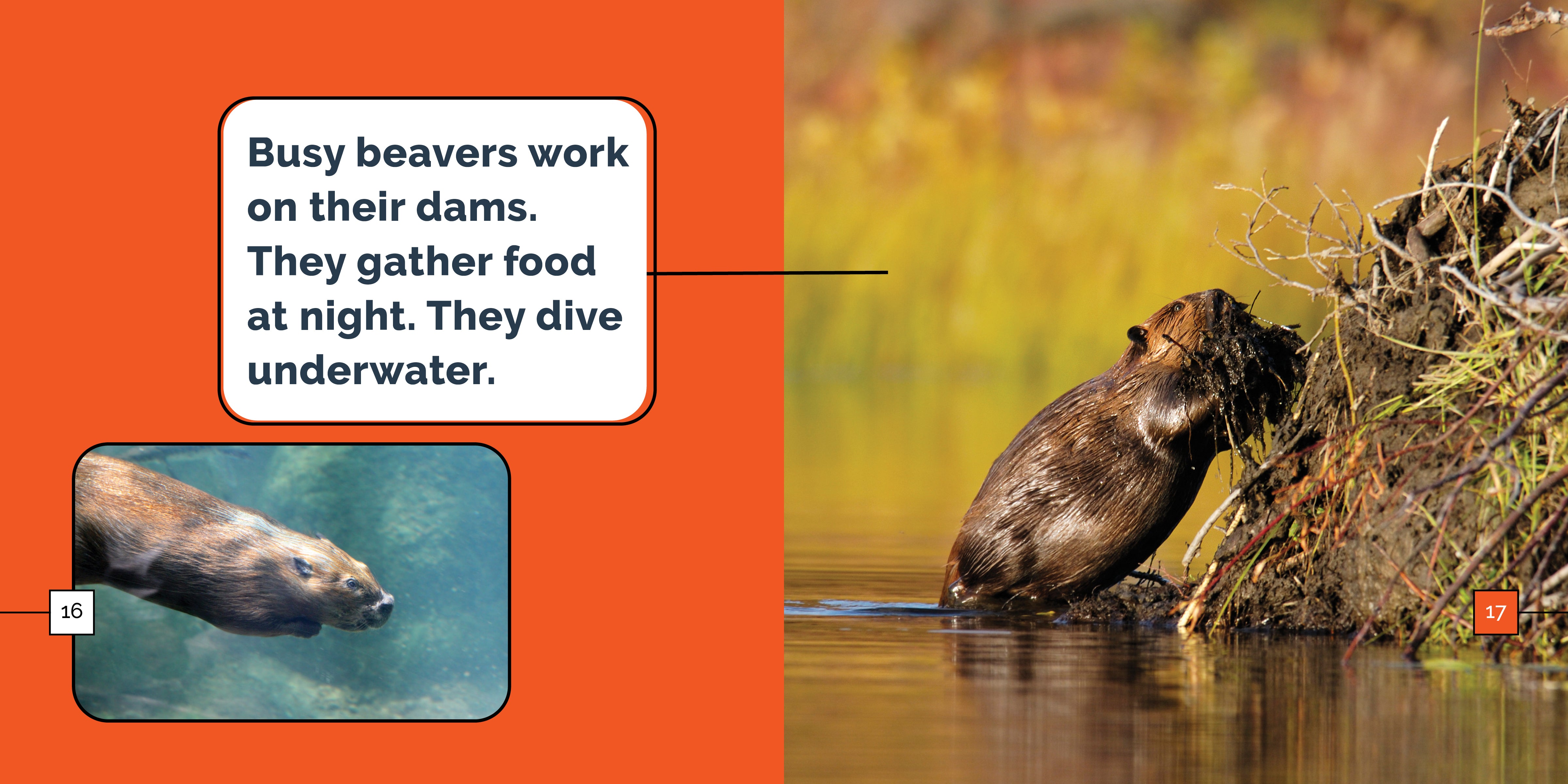 Beavers Marvels - Premium Wooden Toys for Kids | Eco-Friendly & Safe | Perfect for Gifts, Playtime & Learning