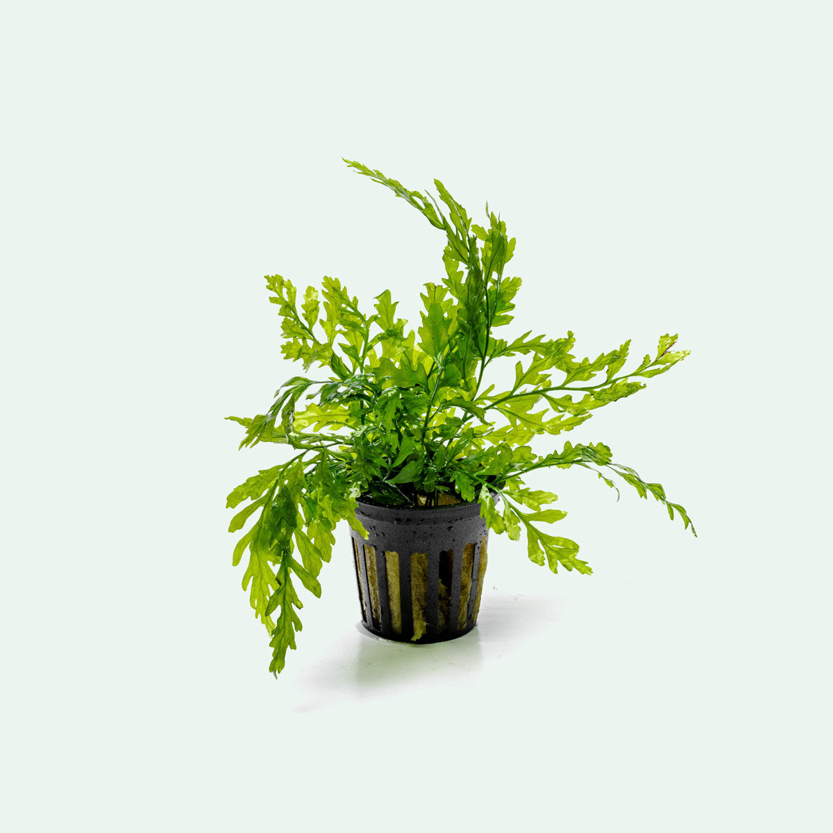 Bolbitis Heudelotii African Water Fern - Live Aquarium Plant for Fish Tanks, Terrariums & Paludariums - Perfect for Low Light Aquascaping & Natural Habitat Decoration