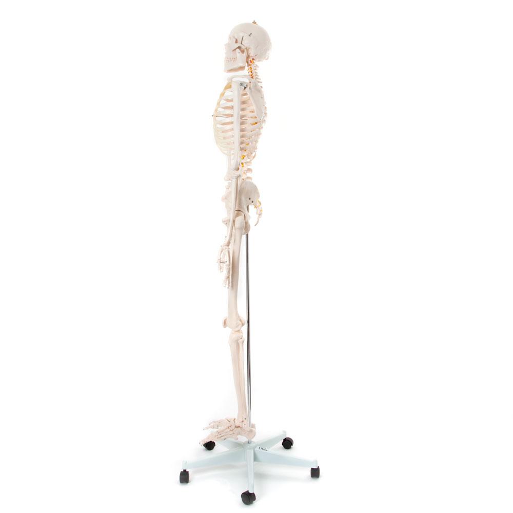 66fit Life-Size Human Skeleton Model with Stand - 170cm Tall Anatomical Display for Medical Education, Halloween Decor & Science Classroom Demonstration