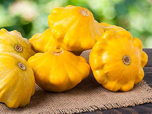Golden-Yellow Pattypan Squash Seeds - 20+ Non-GMO Scallop Squash Seeds for Planting, Home Garden & Fresh Cooking | Perfect for Summer Squash Recipes, Organic Gardening & Farmers Market Harvests
