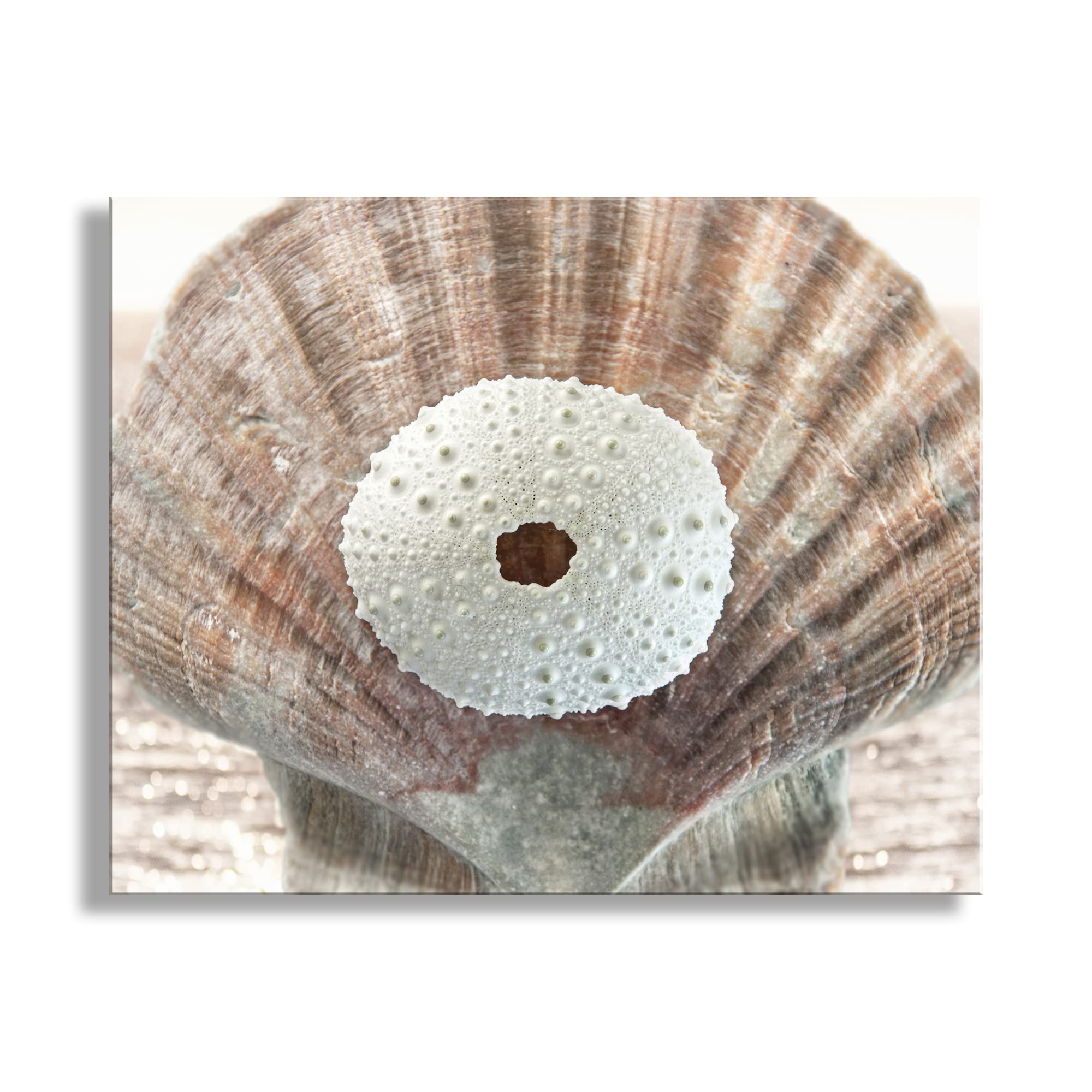 Surreal Seashell Art Print - Ready to Hang Canvas Wall Decor by Murray Bolesta | Perfect for Beach House, Coastal Living Room & Boho Bedroom Decor