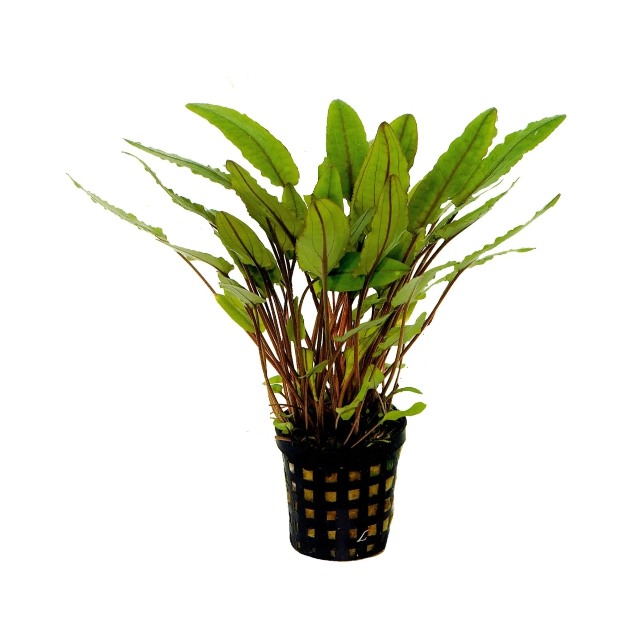 Cryptocoryne Petchii Live Aquatic Plant for Aquarium - Easy Care Freshwater Plant for Fish Tanks, Aquascaping & Low Light Aquariums