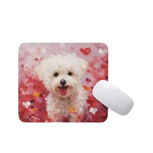 Bichon Frise