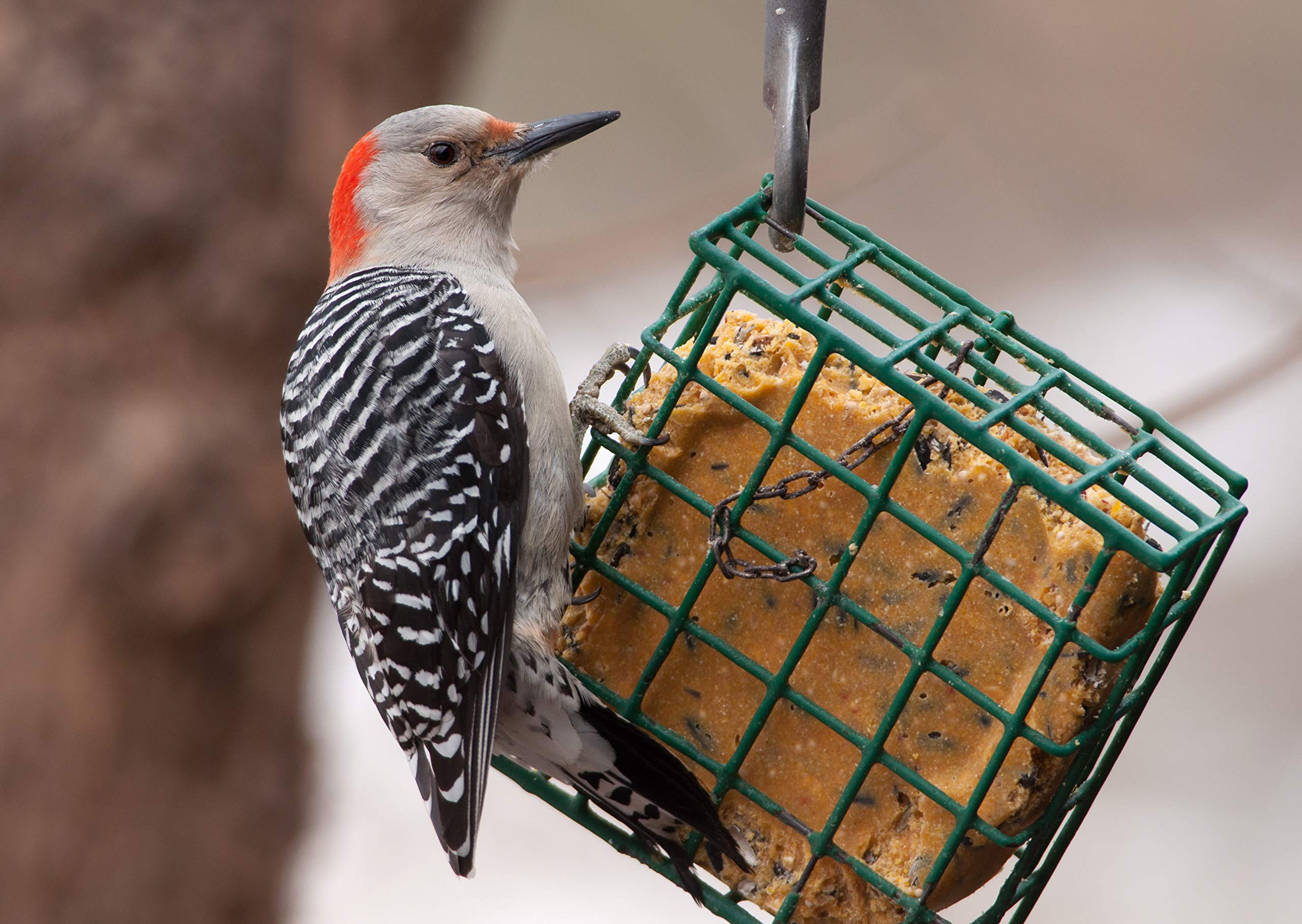 C&S Insect Delight No-Melt Suet Dough - High Energy Bird Food for Woodpeckers & Wild Birds - Perfect for Backyard Bird Feeders in Winter & Cold Weather