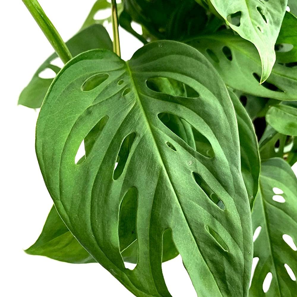 Monstera Adansonii Swiss Cheese Plant - 5 Live Plants in 4 Inch Hanging Pots - Easy to Grow Air Purifying Indoor Houseplant for Home, Office, or Garden Decor