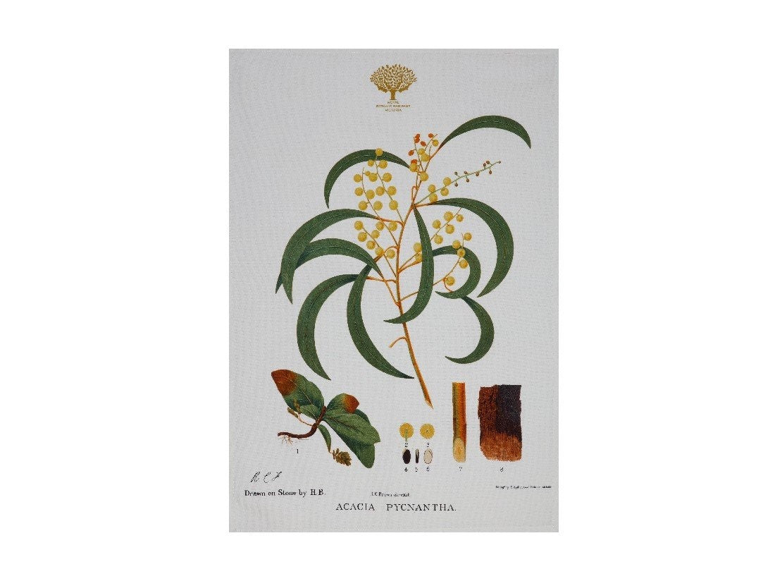 Maxwell & Williams Royal Botanic Garden Tea Towel 50x70cm - Premium Cotton Kitchen Towel with Wattle Floral Design for Drying Dishes, Cleaning Countertops & Stylish Kitchen Decor