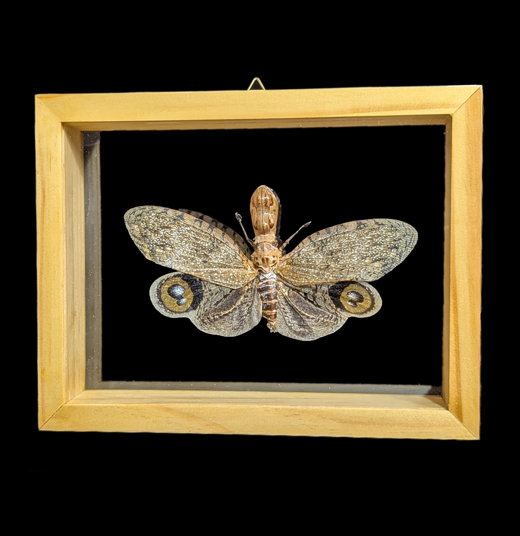 Double Glass Framed Fulgora Laternaria - Elegant Wall Decor for Living Room, Bedroom & Office | Perfect for Home Decoration & Gift Giving