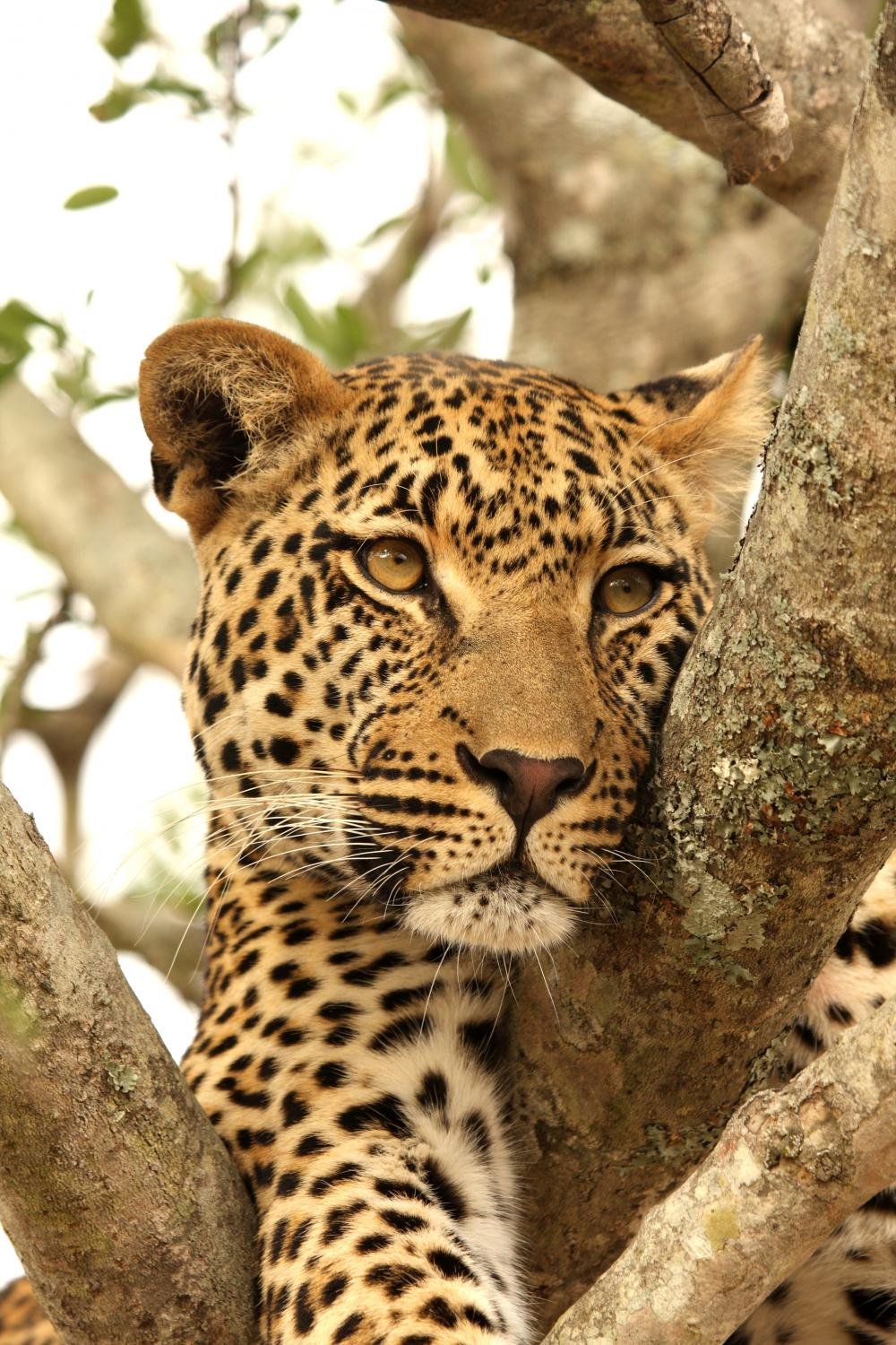 Wallmonkeys Leopard in a Tree Peel and Stick Wall Decal - 18x12 Inches - Removable Animal Print Wall Sticker for Nursery, Kids Room, Living Room Decor