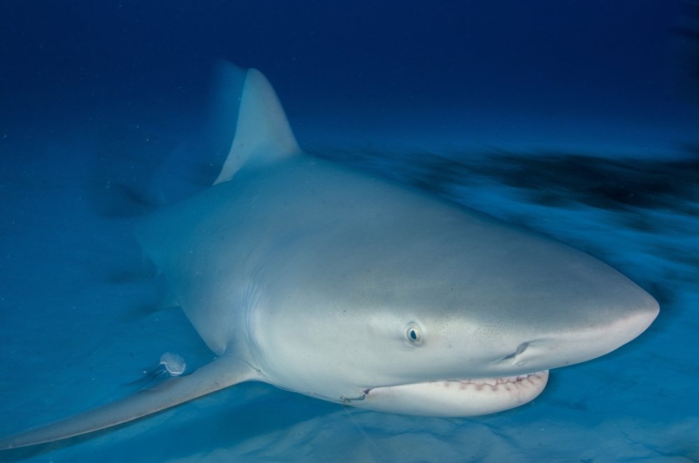Female Bull Shark Poster Print - VWPics Stocktrek Images - 17x11 Inches - Ocean Wildlife Wall Art for Home, Office & Classroom Decor