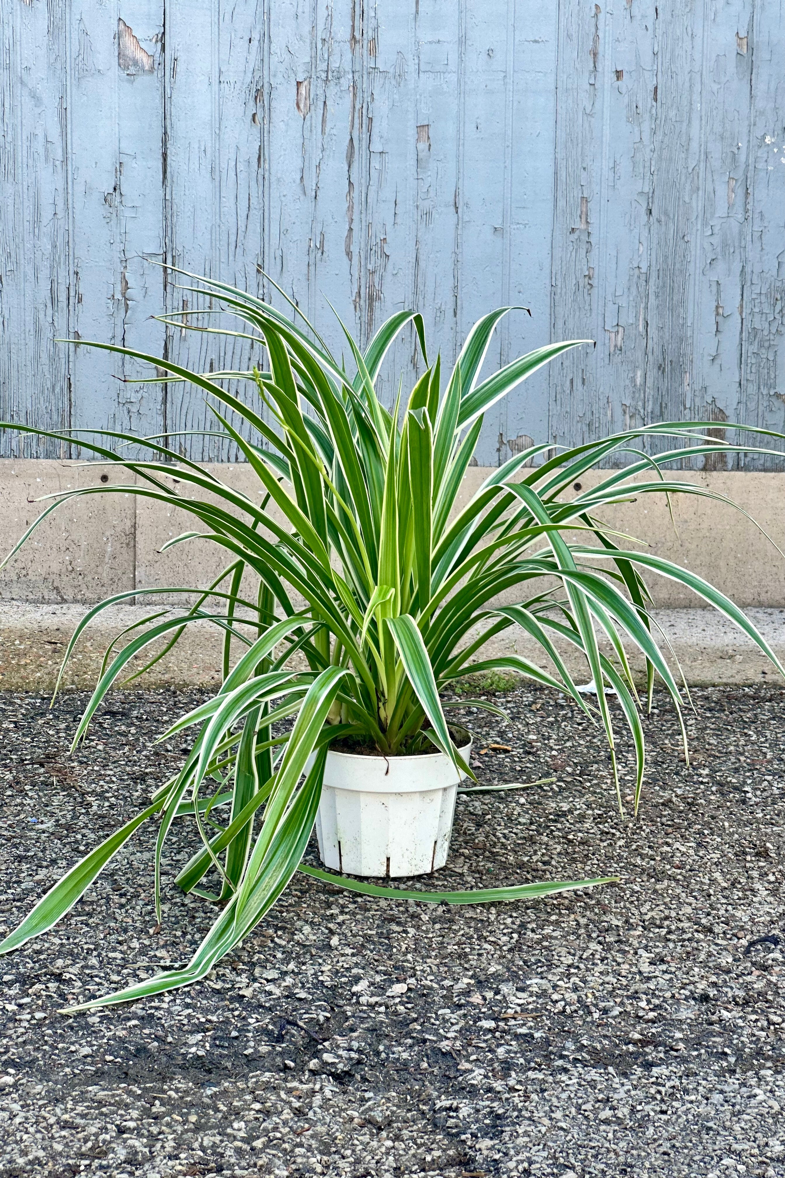 Chlorophytum Comosum 'Ocean' Spider Plant - 6 Inch Indoor Hanging Basket, Air Purifying Houseplant for Home, Office, and Bedroom Decor