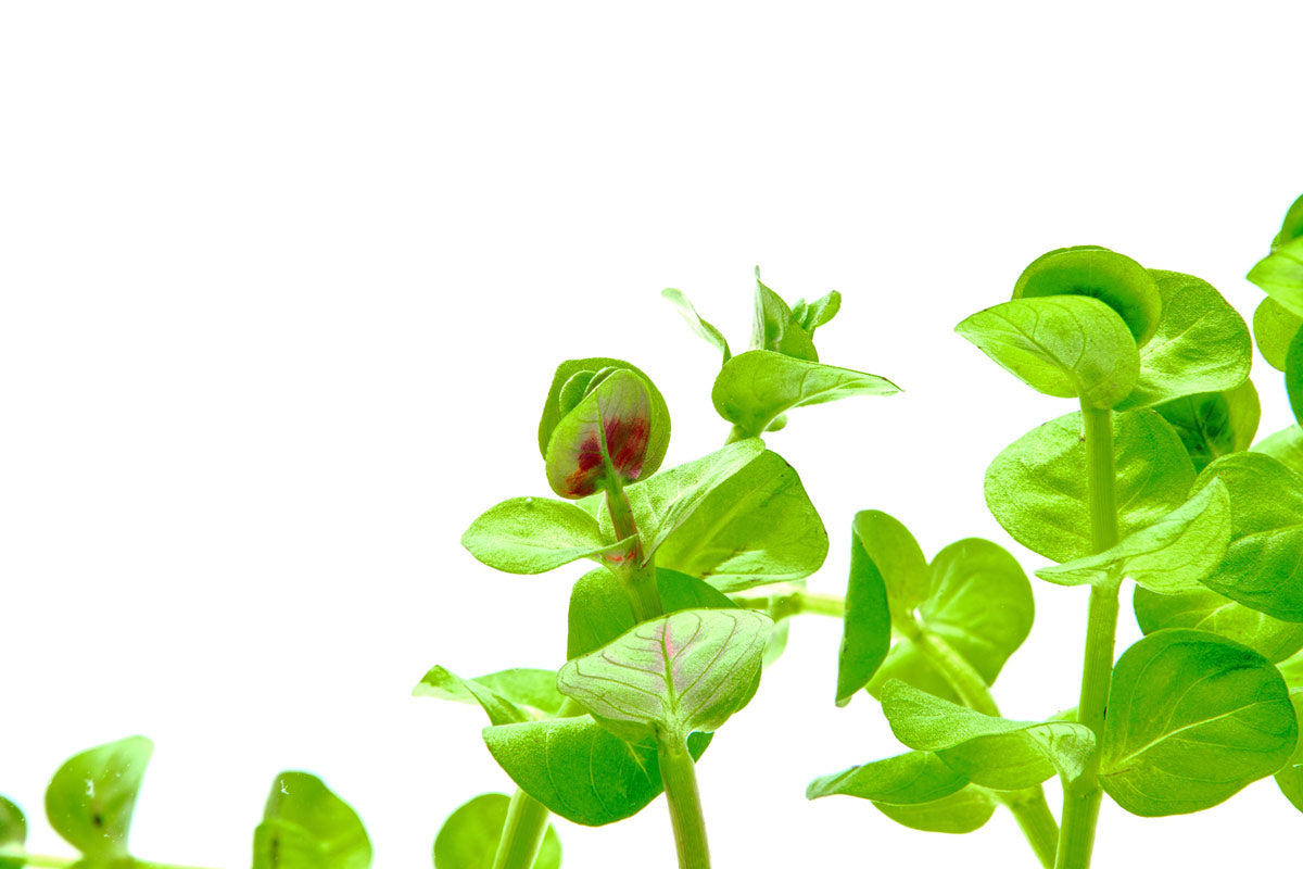 Rotala Rotundifolia Green Aquatic Plant for Freshwater Aquariums - Perfect for Aquascaping and Fish Tank Decoration