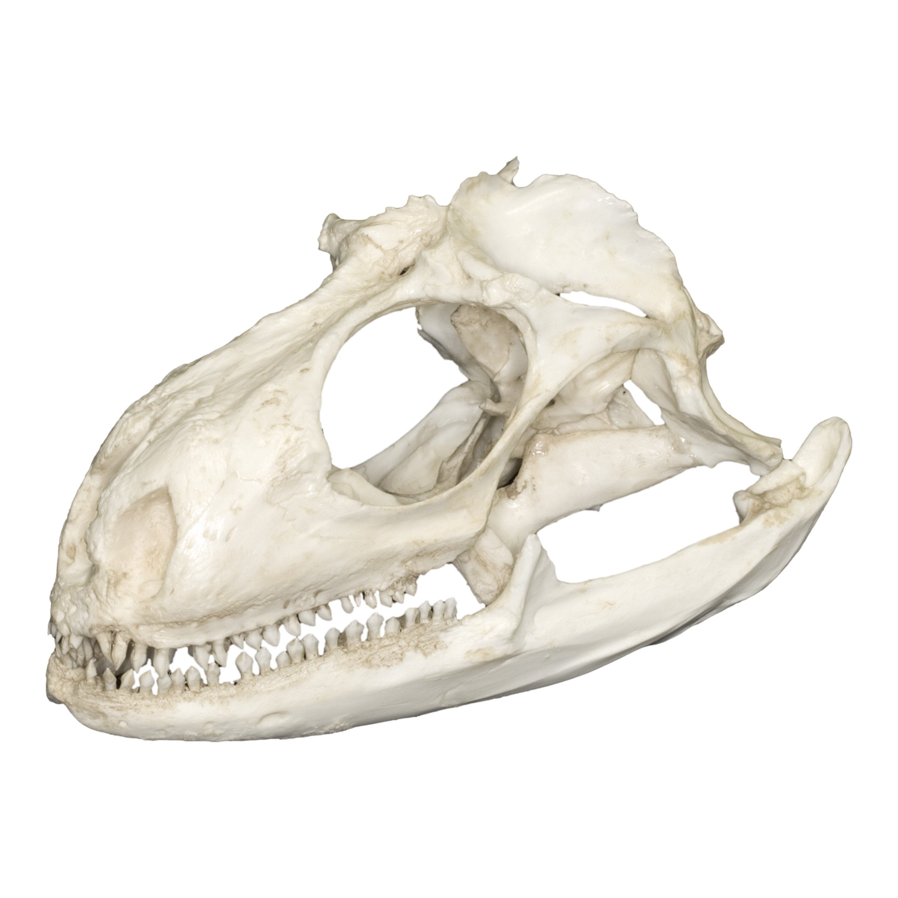 Realistic Green Iguana Skull Replica - 4.6