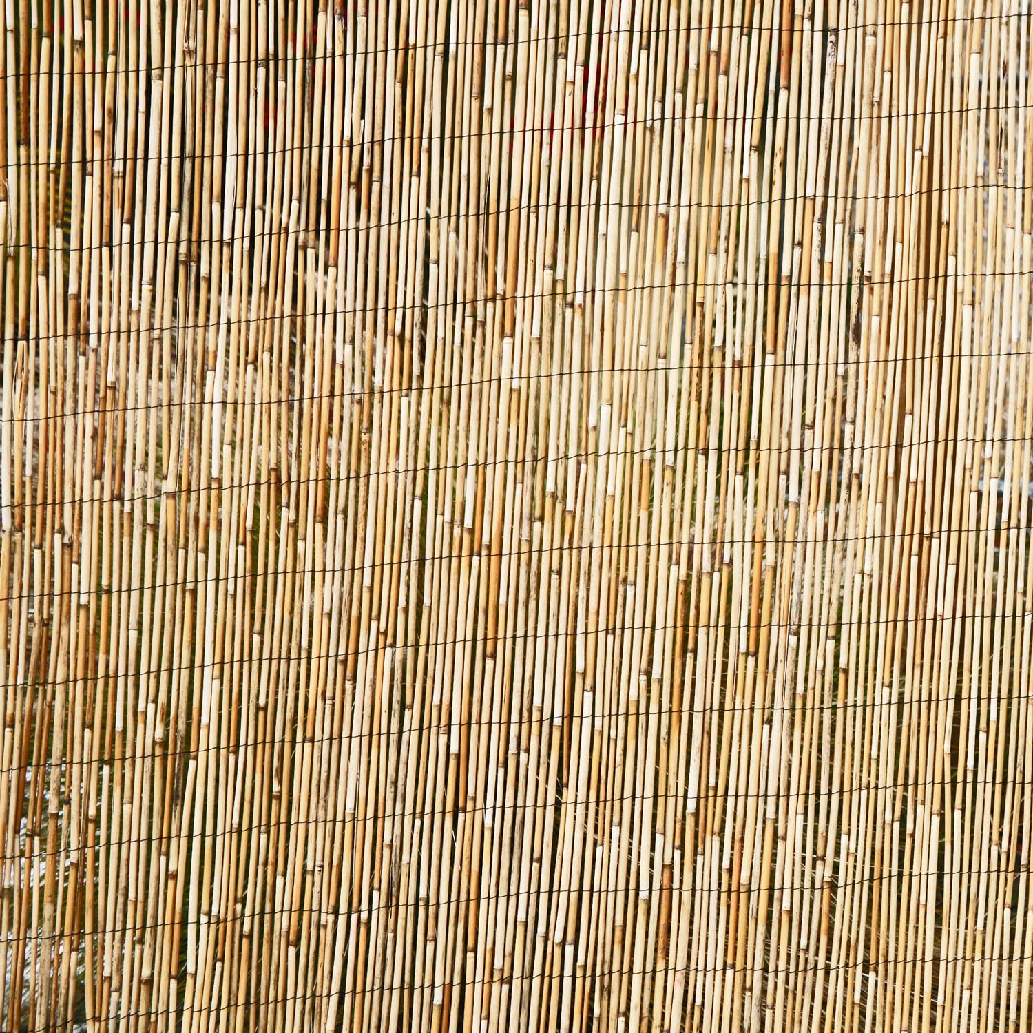 FOREVER BAMBOO Jumbo Reed Privacy Fence - 6ft Tall x 16ft Wide Natural Bamboo Screen for Backyard, Garden & Patio Divider - Tan Finish Outdoor Decorative Fencing for Poolside, Deck & Landscape Privacy