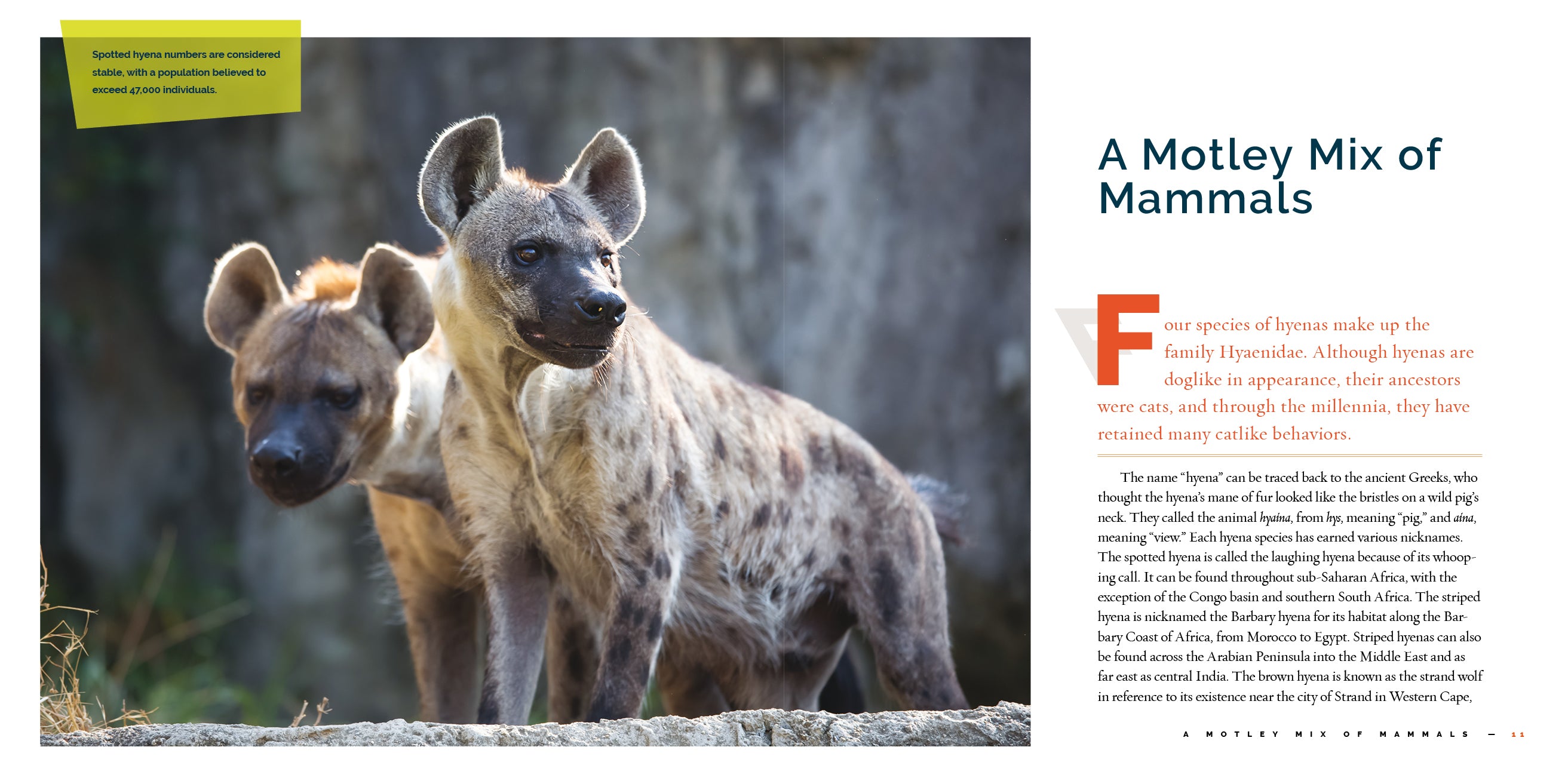 Hyenas Book - 9781640267879 - Wildlife Education & Animal Facts for Kids, Adults - Perfect for School Projects & Nature Enthusiasts