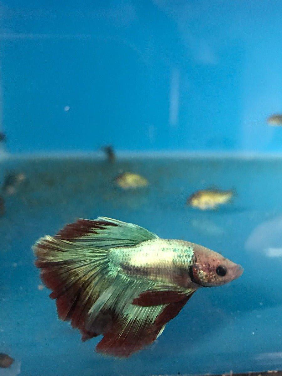 Premium Siamese Fighting Fish (Betta Splendens) - 5 Vibrant Color Varieties for Aquariums & Fish Tanks | Perfect for Home Decor, Office Aquascaping & Pet Lovers