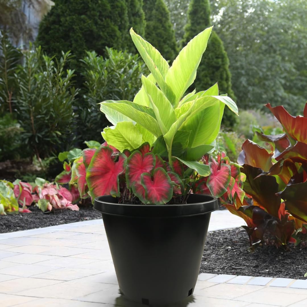 10-Pack 15 Gallon Heavy Duty Black Plastic Plant Pots - Nursery Containers & Garden Planters for Trees, Shrubs & Outdoor Plants by Arcadia Intl - Perfect for Landscaping, Gardening & Commercial Nursery Use