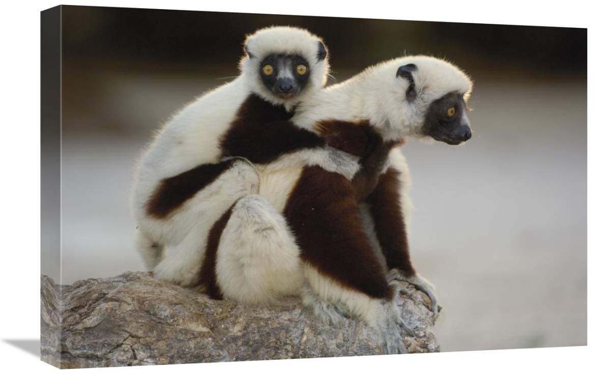 16 x 24 Inch Coquerels Sifaka Mother & Baby Madagascar Wildlife Art Print by Pete Oxford - Perfect for Home Decor, Office Wall Art & Nature Lover Gifts