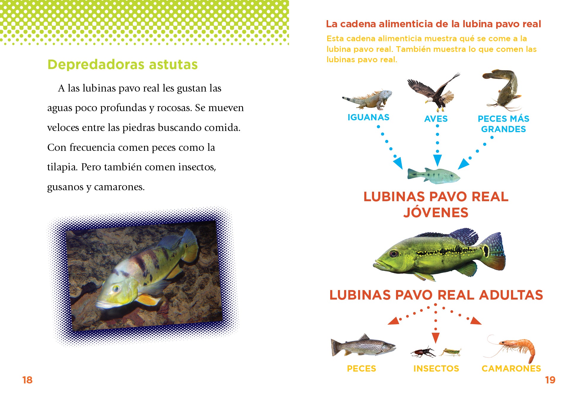 Peacock Bass Fishing Lures - Premium Handmade Bass Baits for Freshwater & Saltwater Fishing - Perfect for Bass, Trout, and Walleye Anglers - Ideal for Lake, River, and Ocean Fishing Adventures