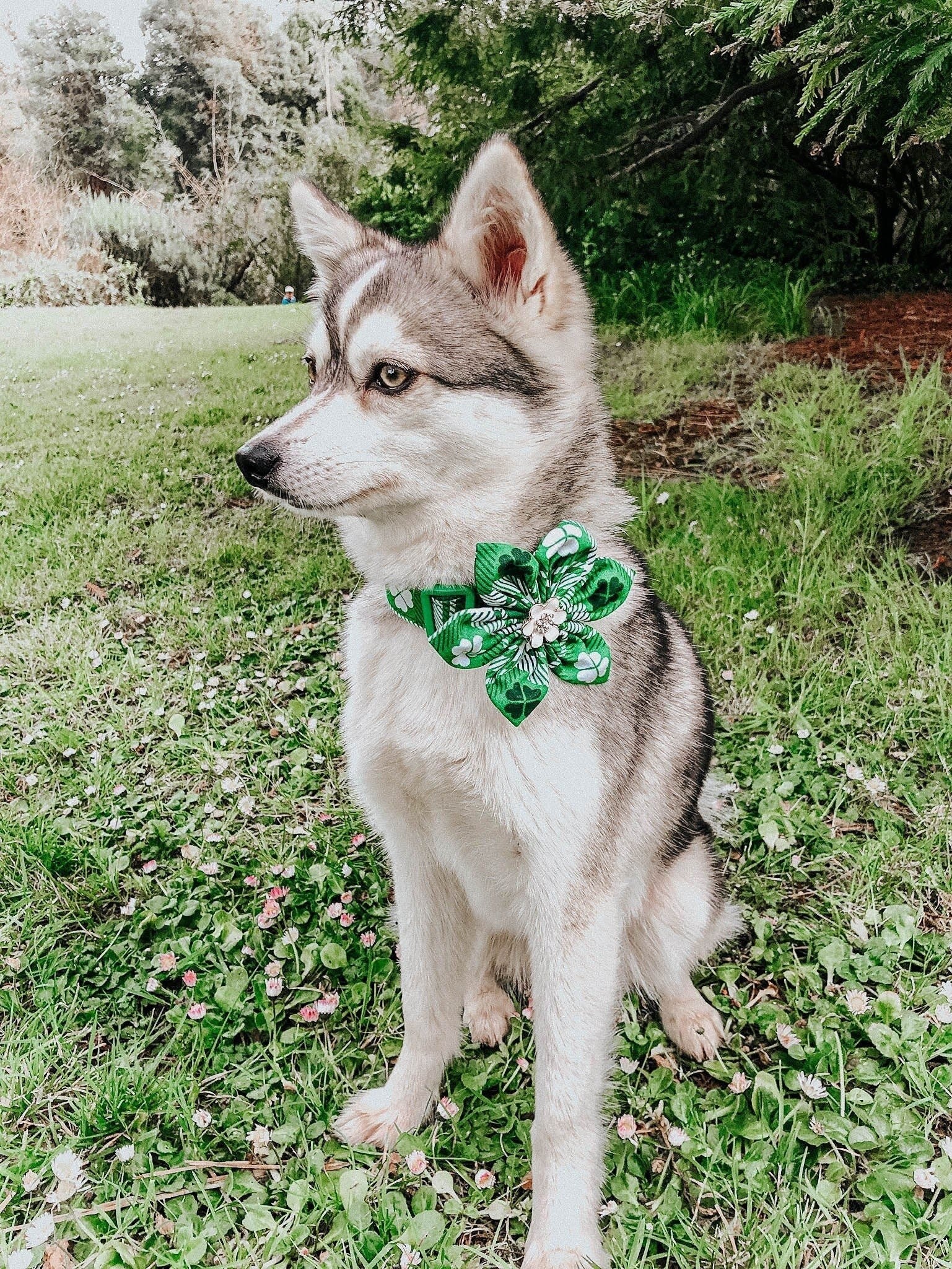 St. Patrick's Day Dog Collar with Flower - Plaid & Clover Design for Irish Celebration | Perfect for Pet Parades & St. Paddy's Day Parties